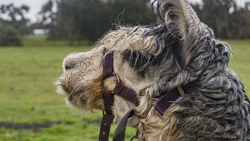 Stargazing Wonders: Volunteering at an Australian Observatory
