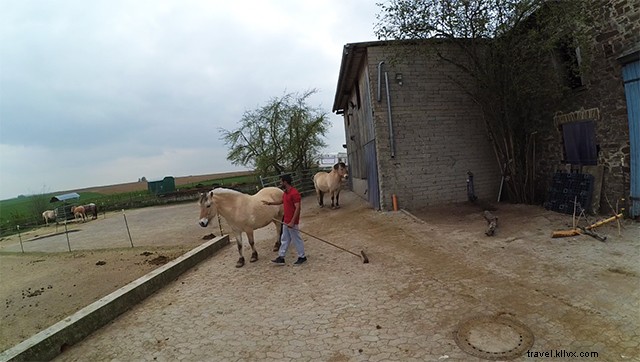 Master Horse Riding in Germany: A Beginner s Ultimate Guide