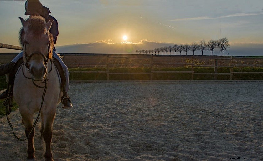 Master Horse Riding in Germany: A Beginner s Ultimate Guide