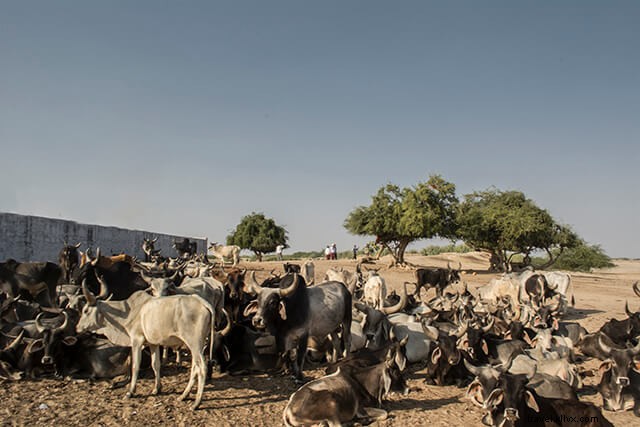Discover Vachhraj Dada Temple in Little Rann of Kutch: A Budget Traveler s Experience