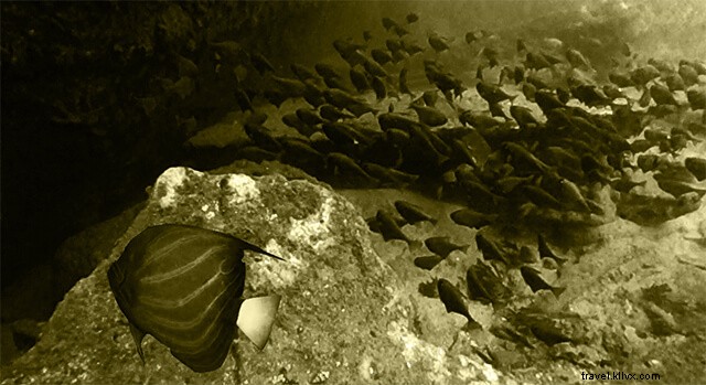 My Thrilling First Scuba Diving Experience: Overcoming Fear Underwater