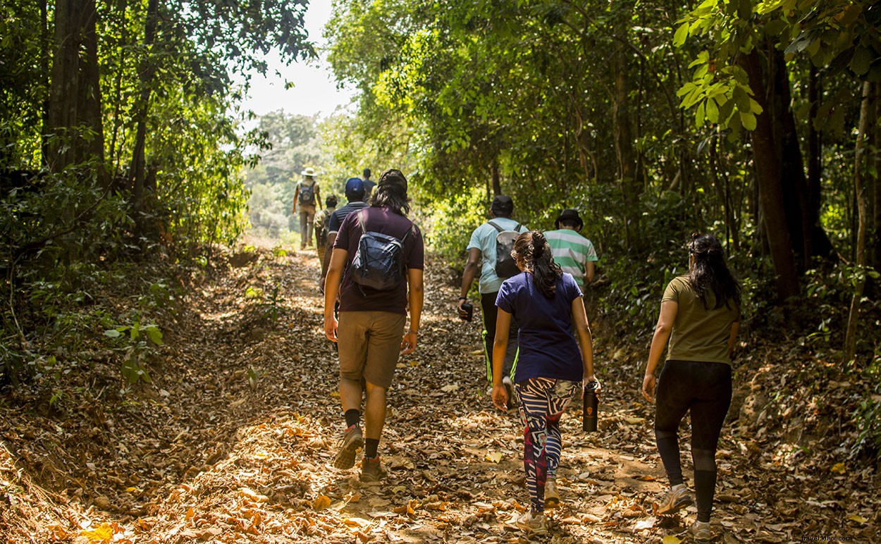 Scenic Drive from Coorg to Bangalore: A Reflective Journey Through Wilderness