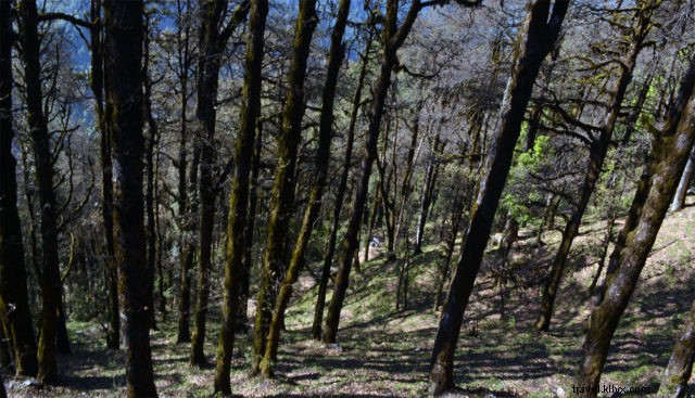 Failed Solo Deo Tibba Trek: Discovering an Even More Stunning Destination