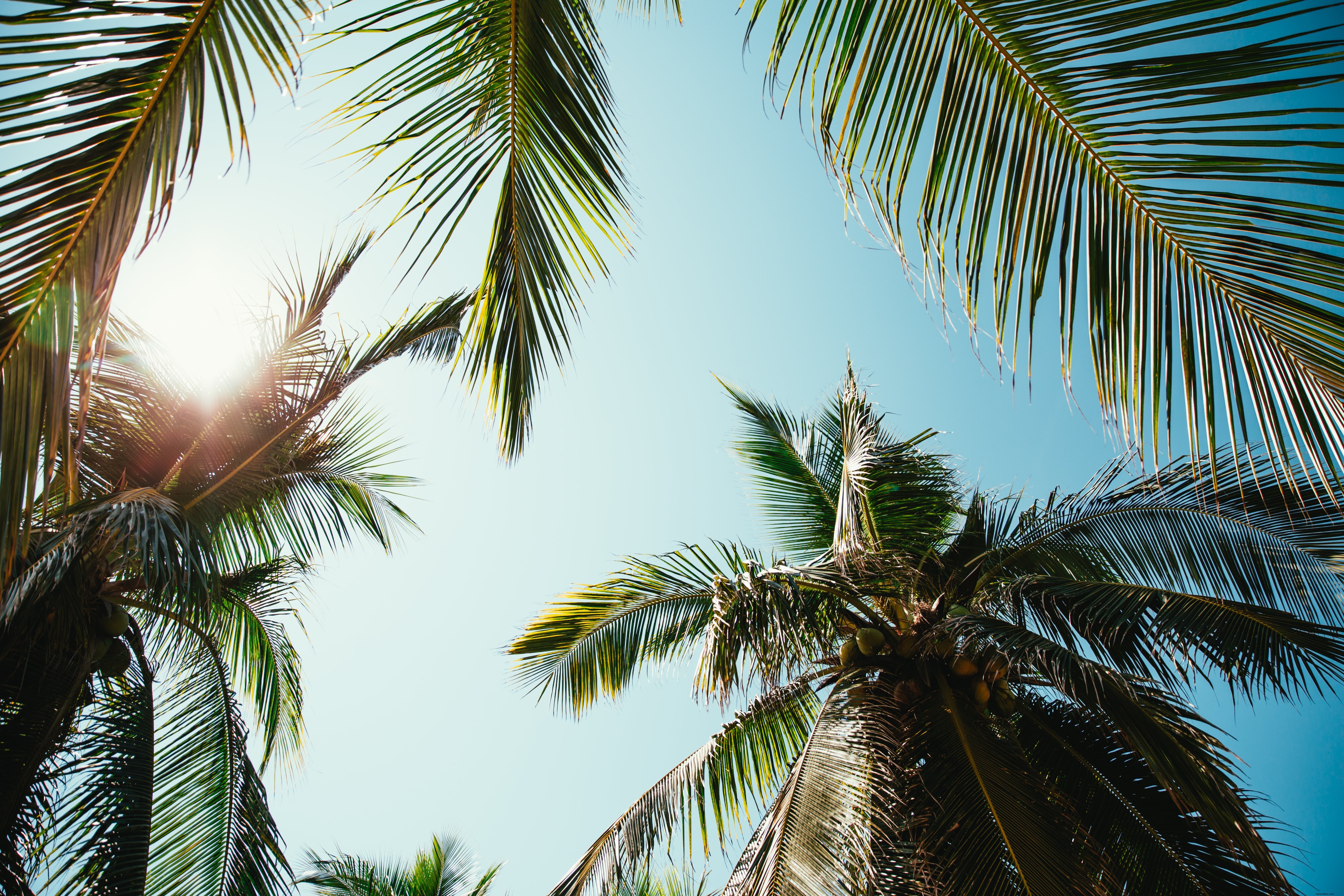 Stunning Sunny Day Vista Through Lush Palm Trees – Captivating Photo