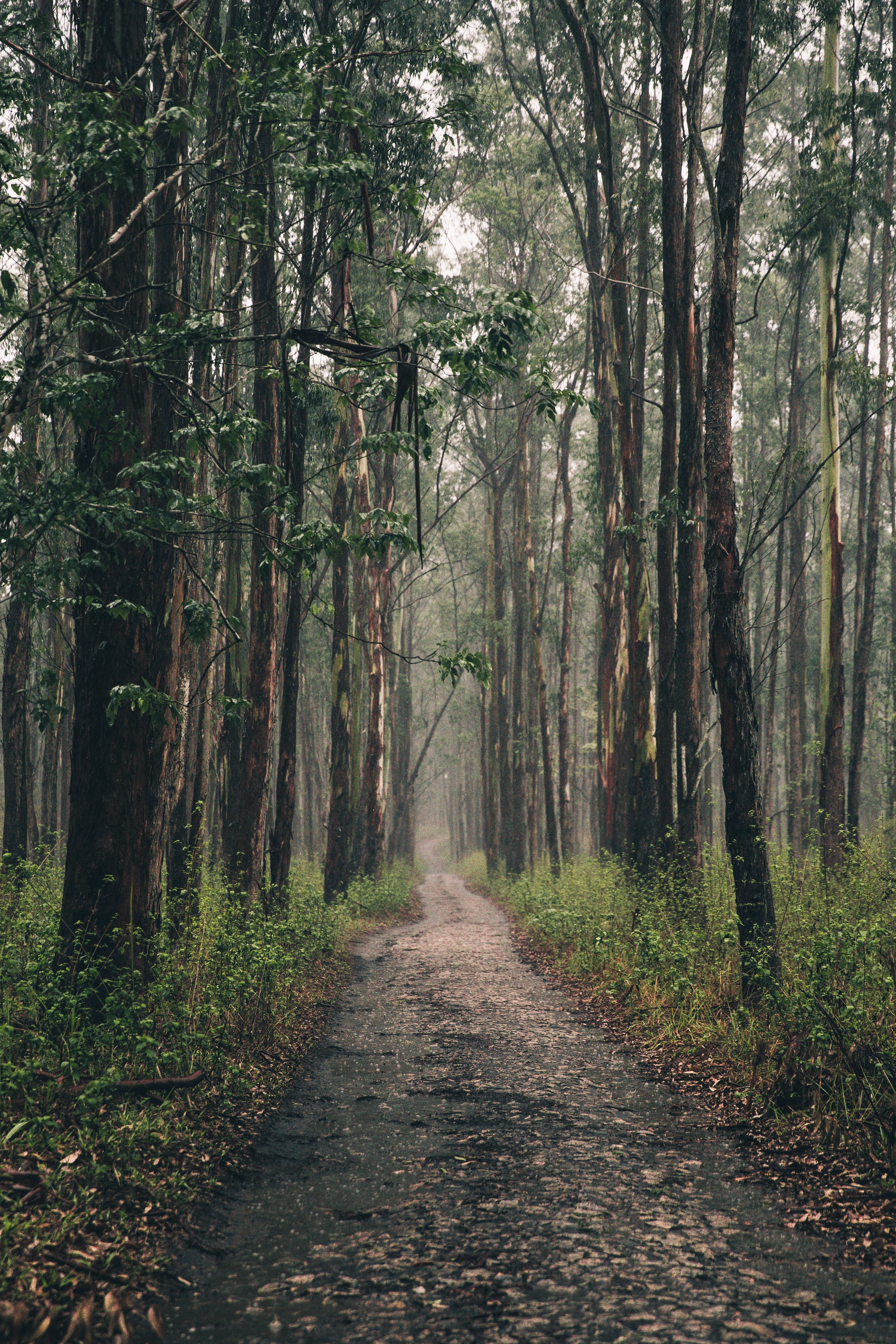 Serene Long Forest Path: Stunning Nature Photography
