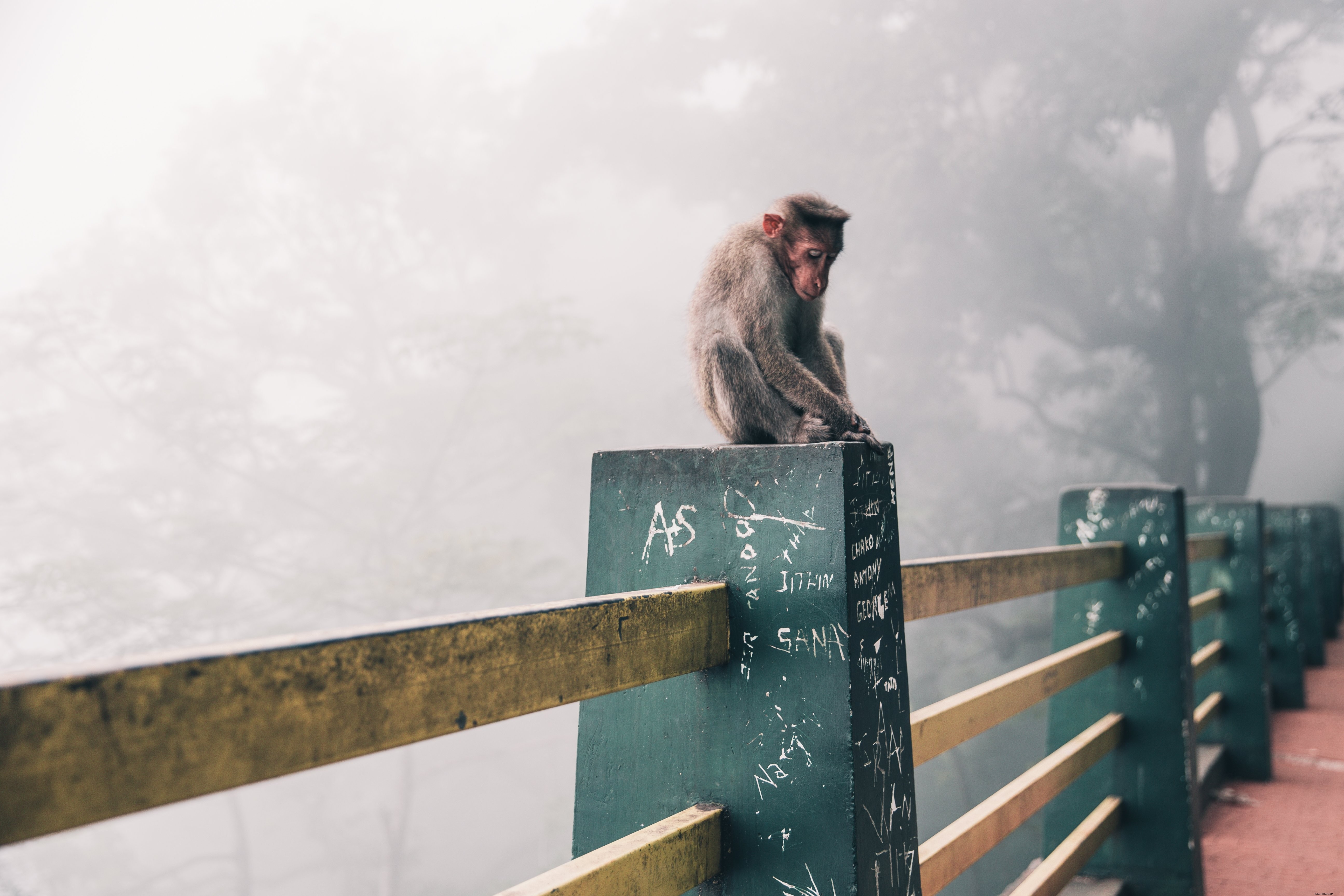 Stunning Snow Monkeys in Japan: Iconic Wildlife Photography