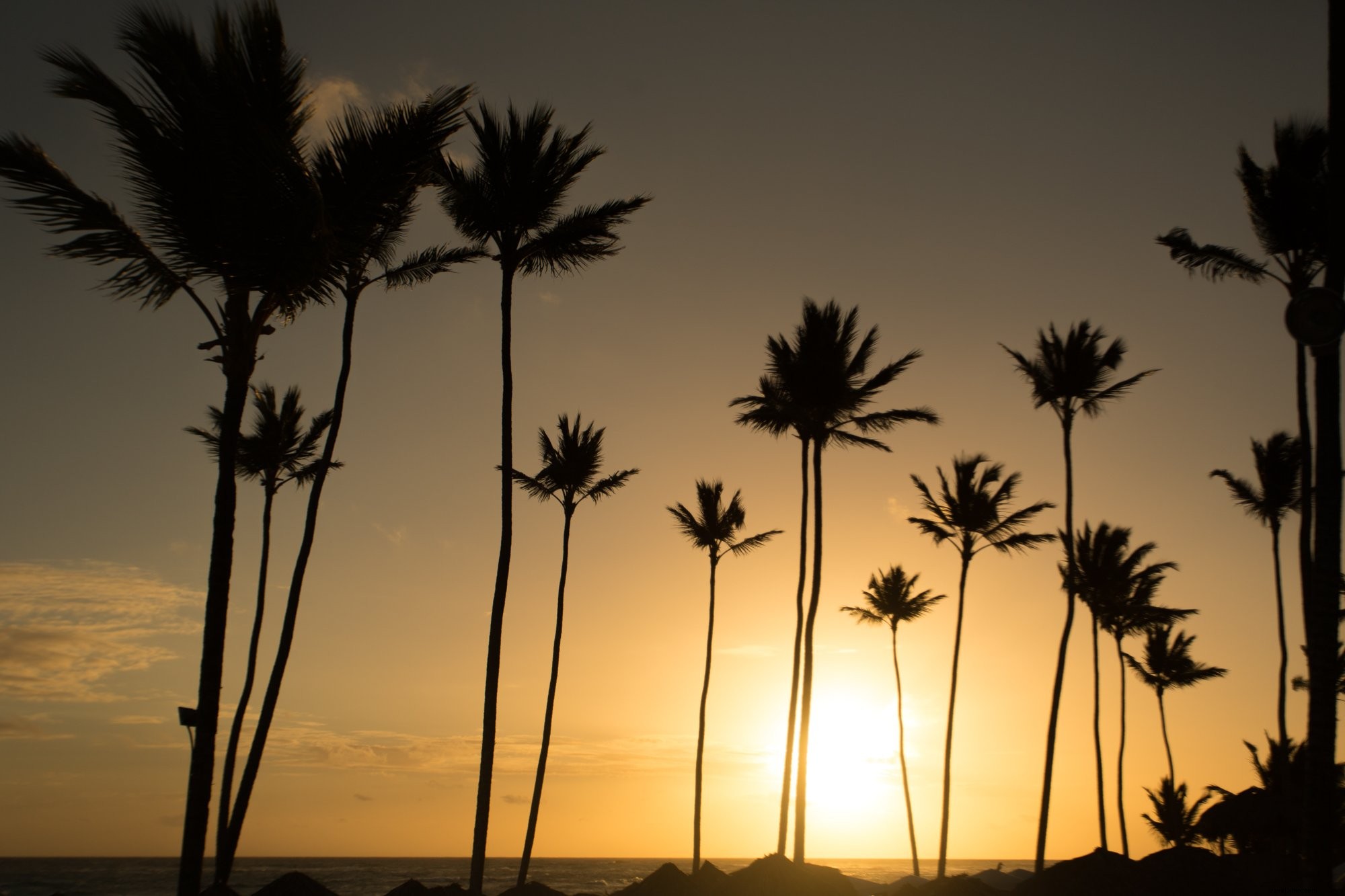 Stunning Warm Sunny Palm Trees Photo | Tropical Paradise