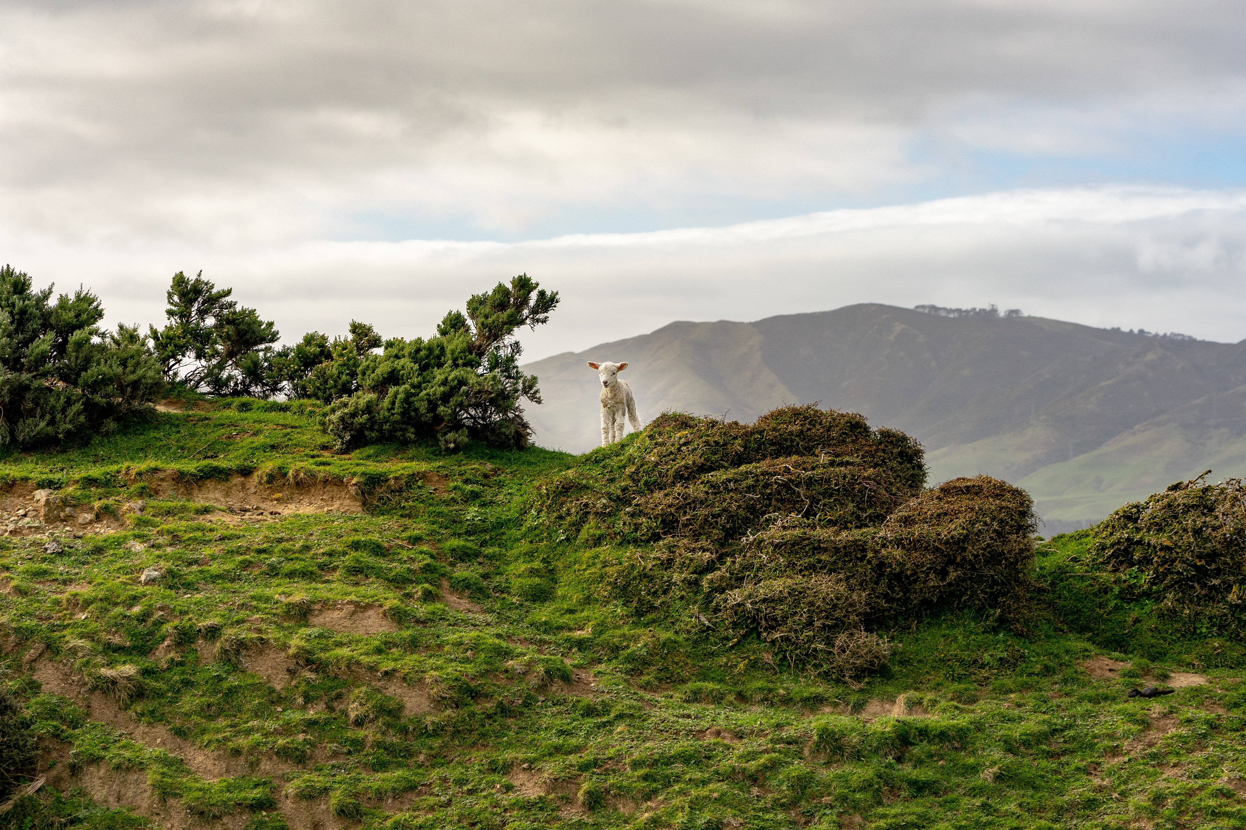 Majestic Lamb Commands Mountain Summit: Stunning Wildlife Photo