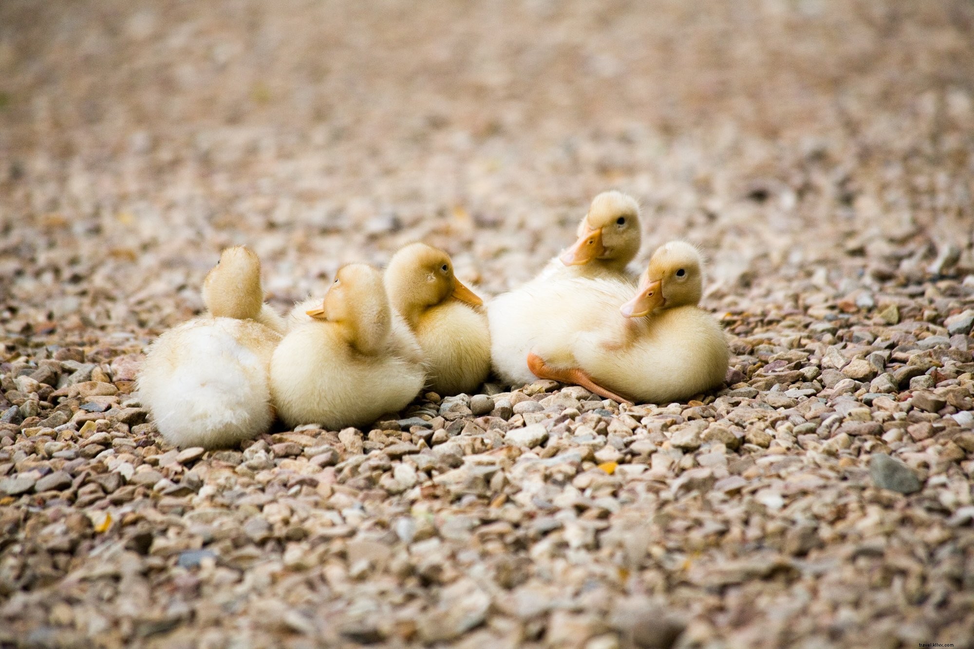 Adorable Newly Hatched Ducklings: Stunning Close-Up Photo