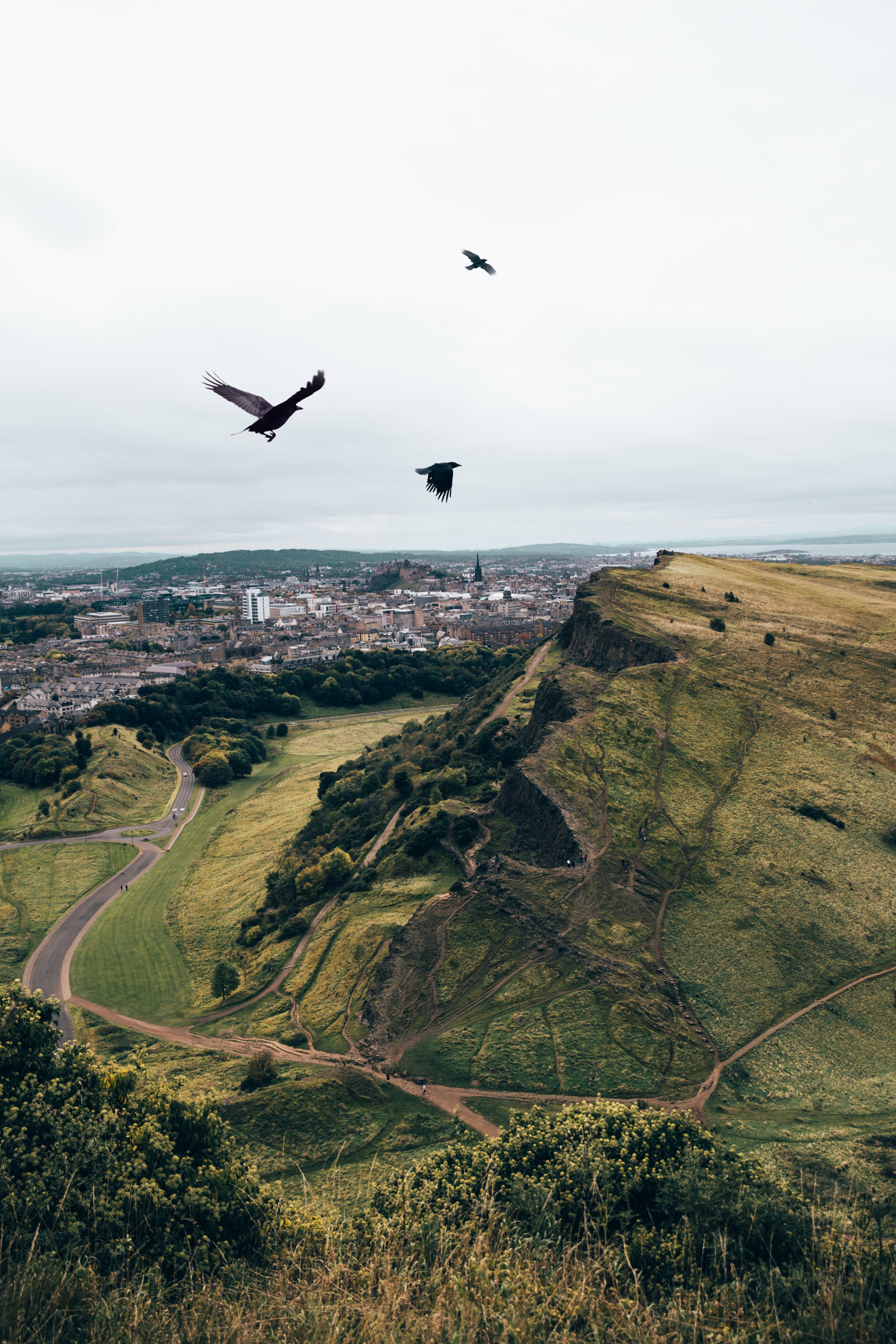 Majestic Crows Soaring Over Rolling Hills – Stunning Nature Photo