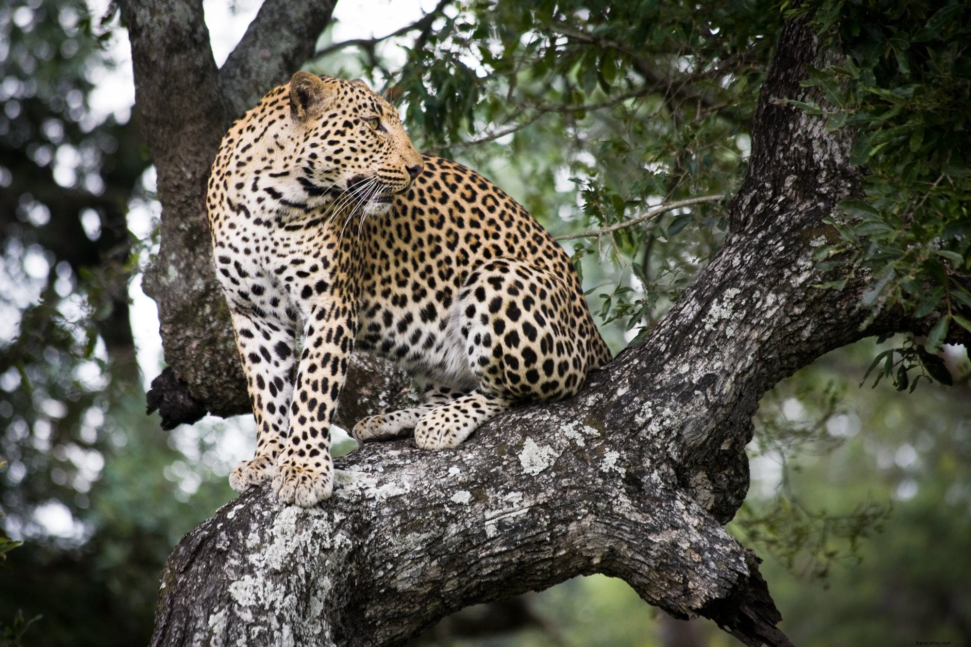 Stunning Jaguar Perched in Tree: Captivating Wildlife Photo
