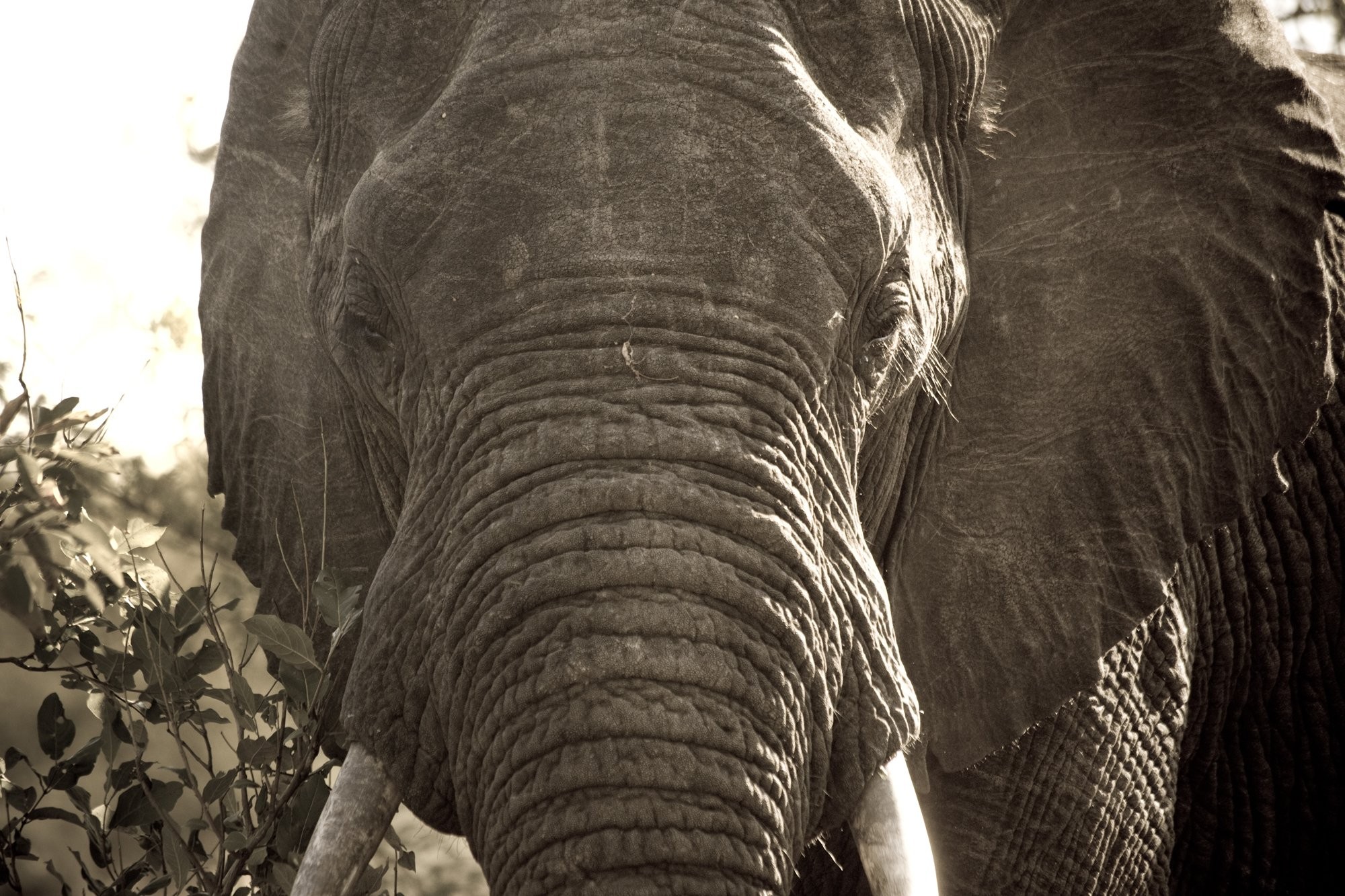 Stunning Close-Up Portrait of a Majestic African Elephant