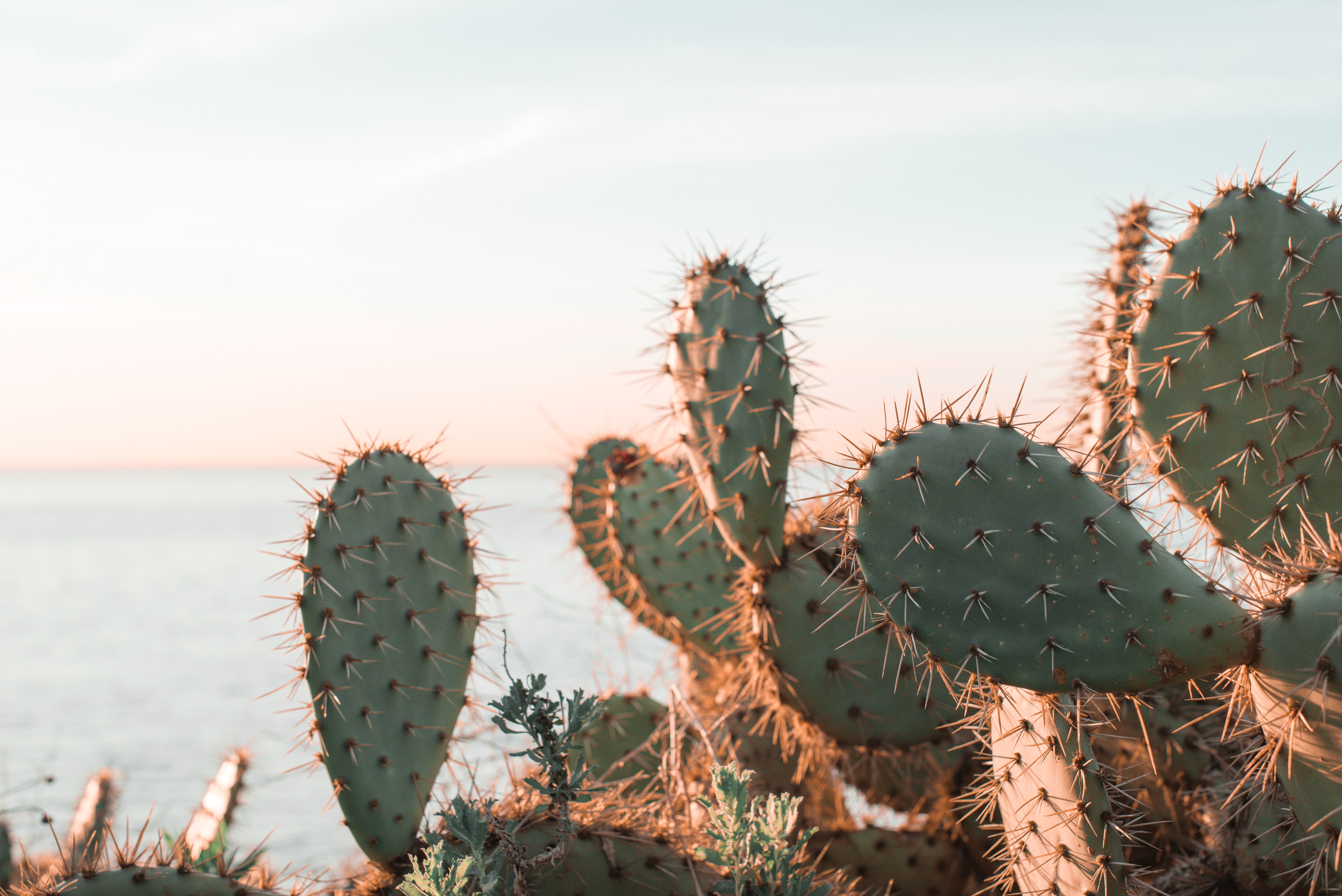 Vibrant Cactus Glowing in Morning Sunlight – Stunning Nature Photo