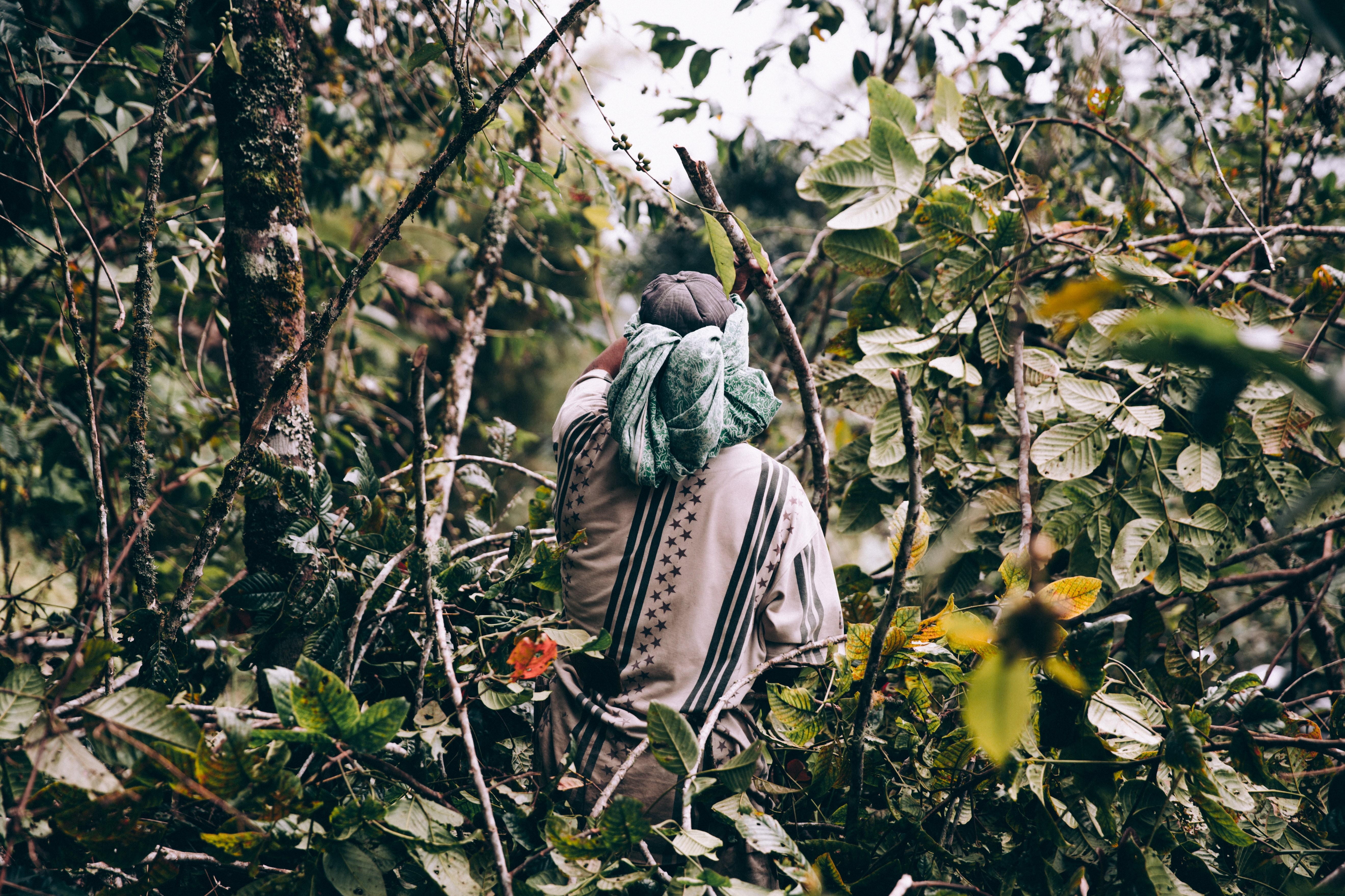 Captivating Photo: Man in Loose Clothing Trekking Through Lush Jungle