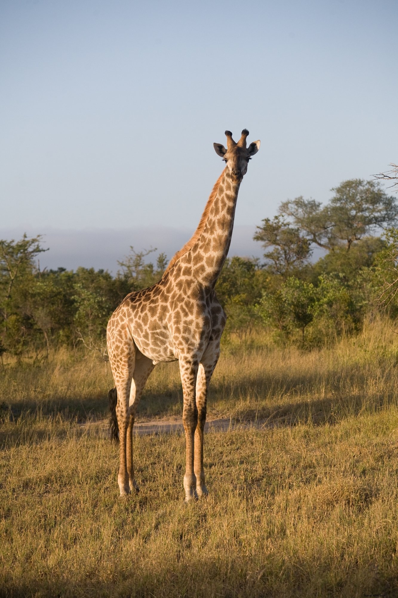 Majestic Giraffe on Safari: Stunning Wildlife Photo