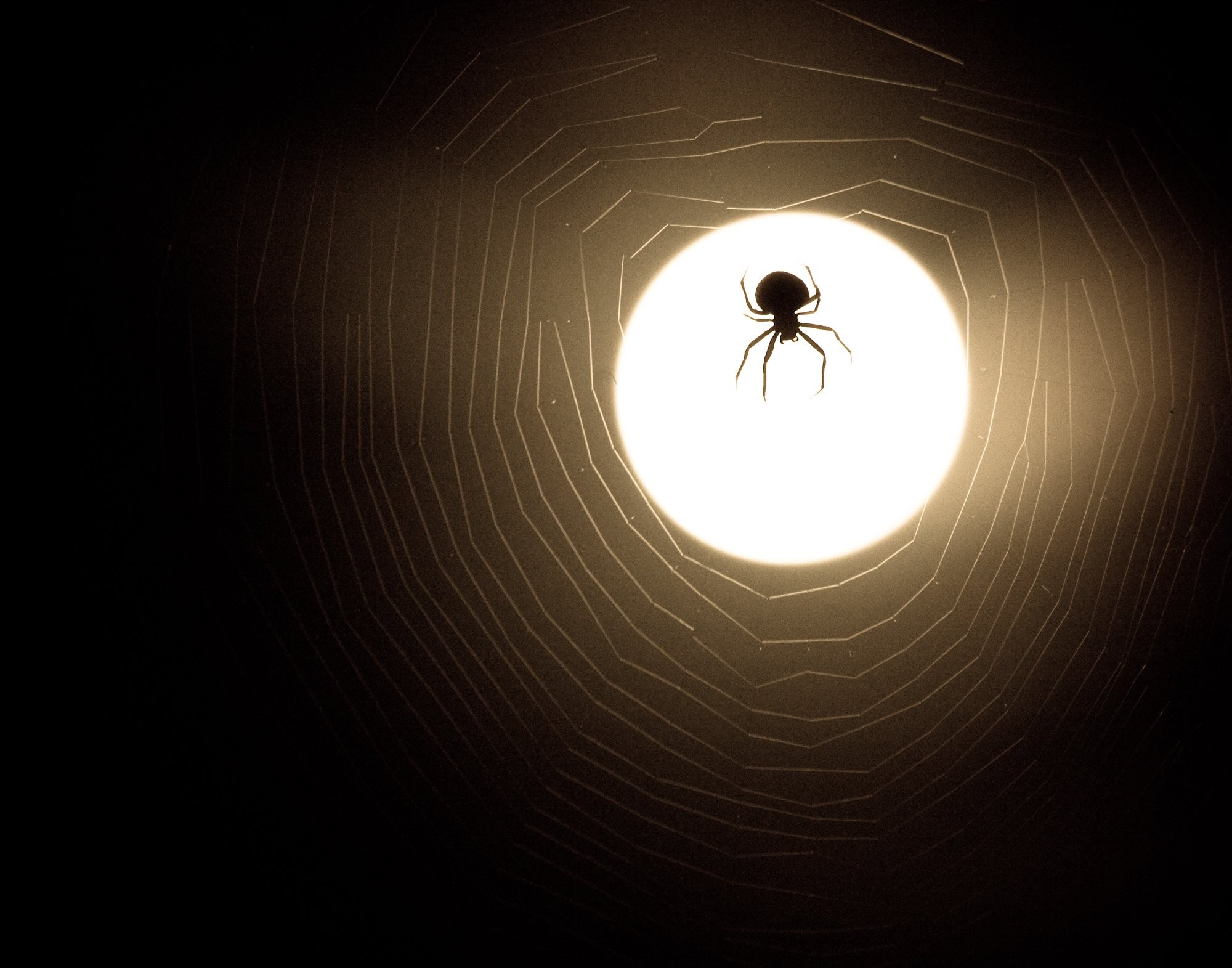Stunning Moonlight Silhouette of Spider and Web – Captivating Nature Photo