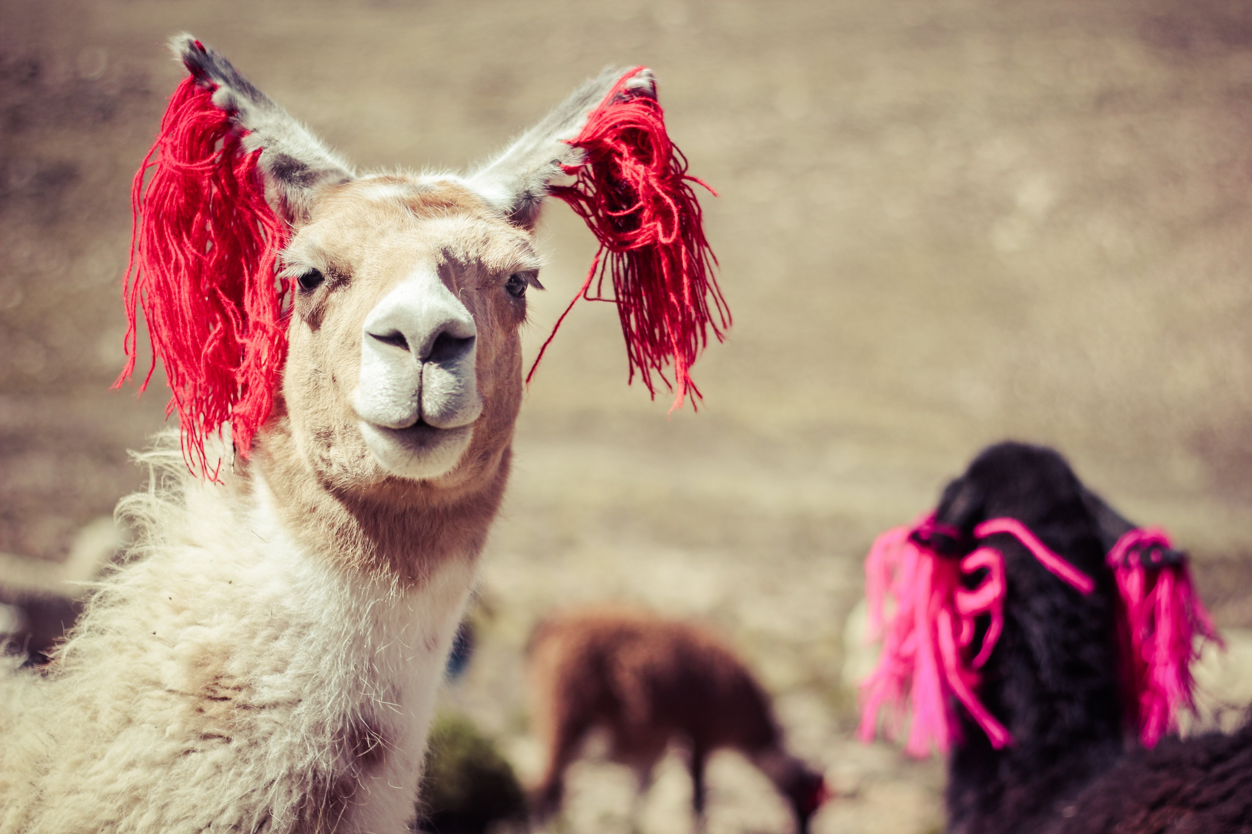 Majestic Llamas in Peru: Stunning Andean Photography