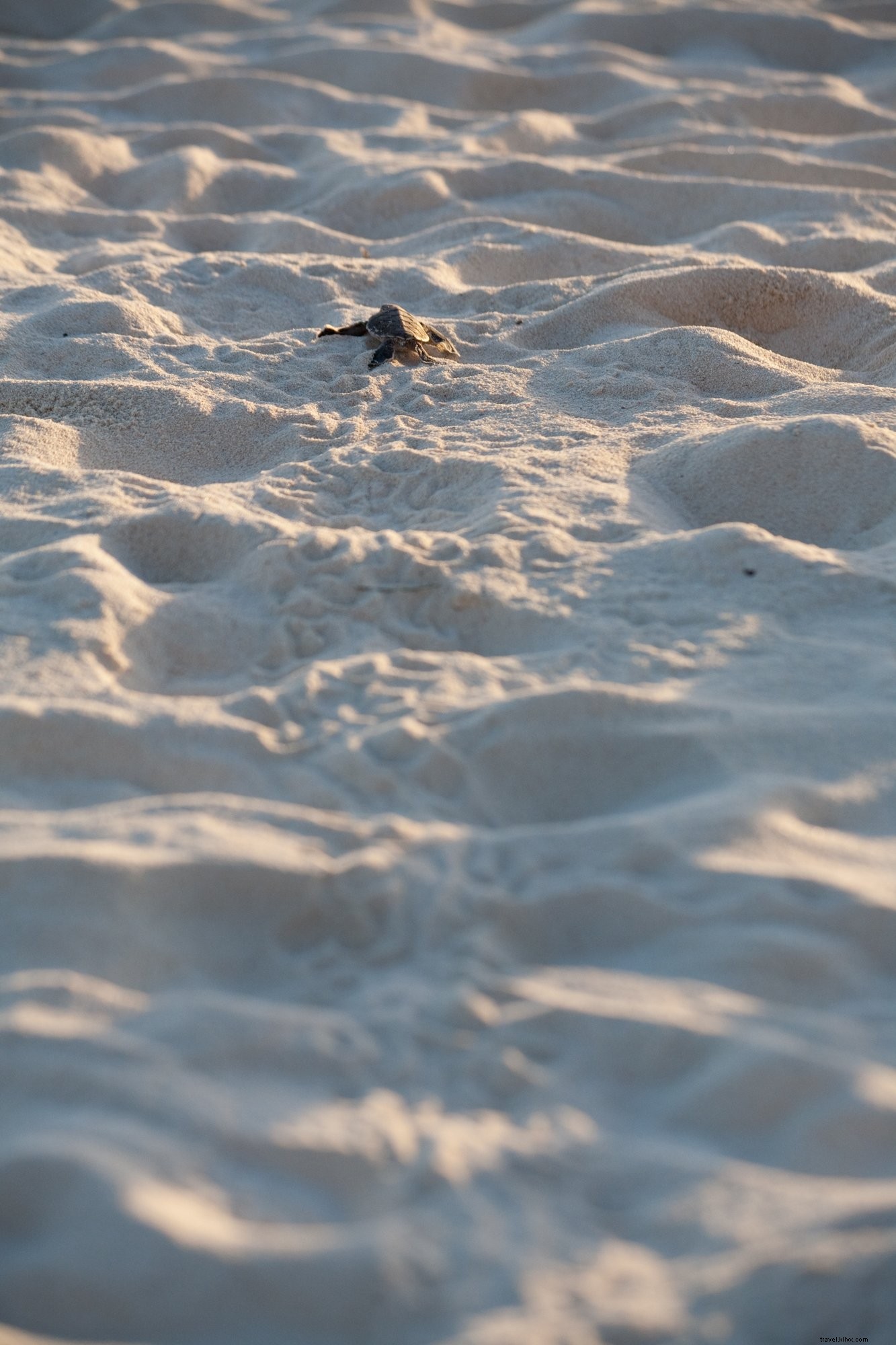 Adorable Baby Sea Turtle s Daring Escape: Stunning Wildlife Photo