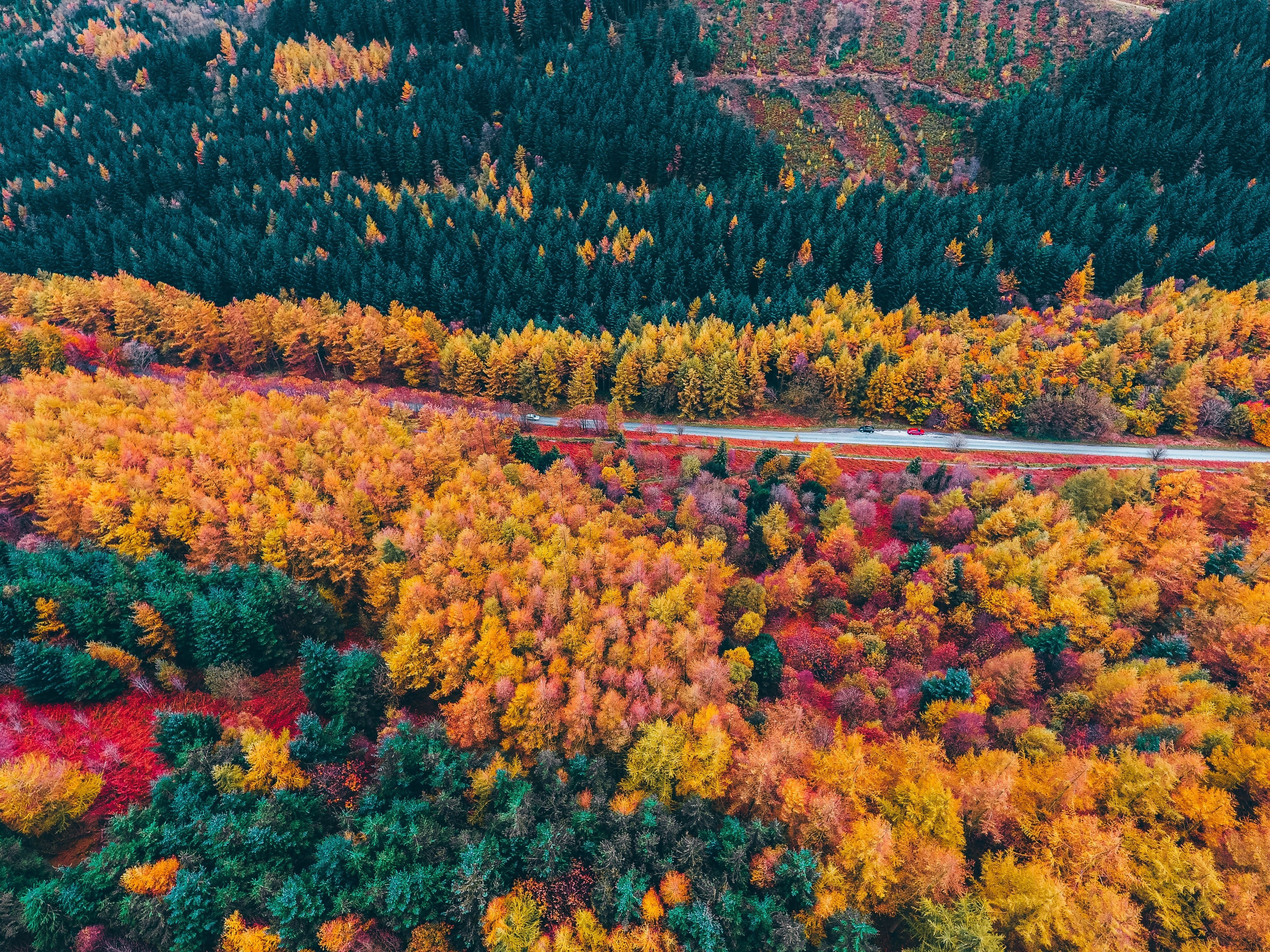 Stunning Winding Road Through Vibrant Colorful Trees - Breathtaking Photo