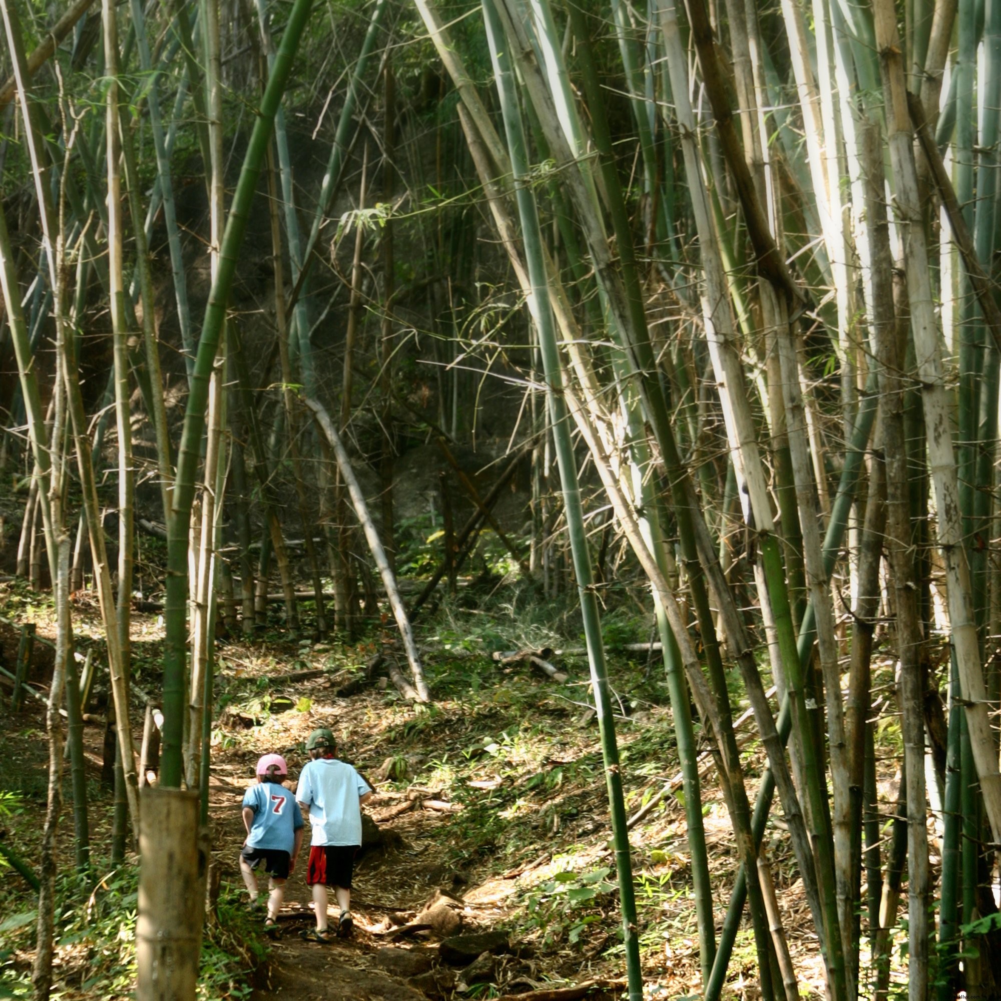 Captivating Photo: Boys Exploring a Lush Bamboo Forest