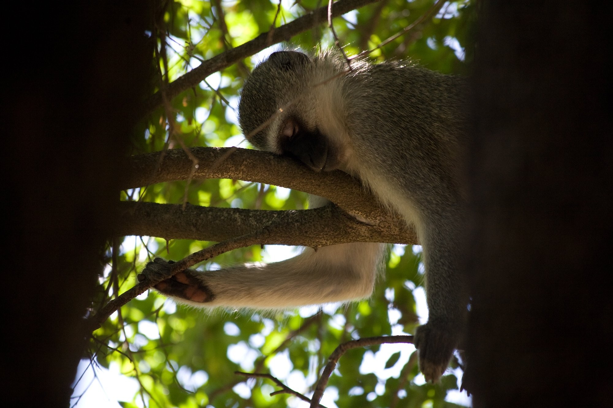 Adorable Monkey Napping Peacefully in Tree – Stunning Wildlife Photo