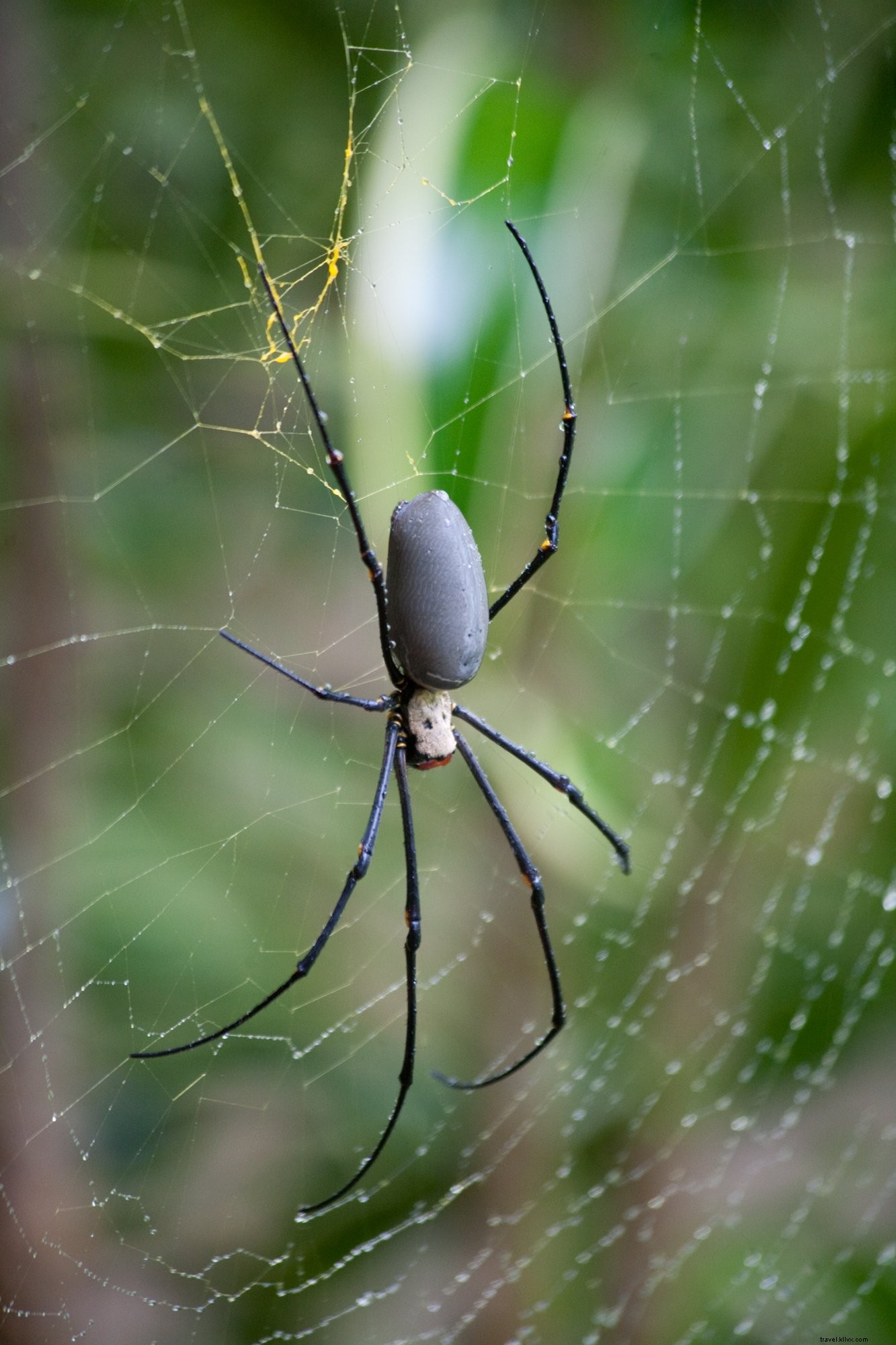 Stunning Macro Close-Up of a Venomous Black Spider