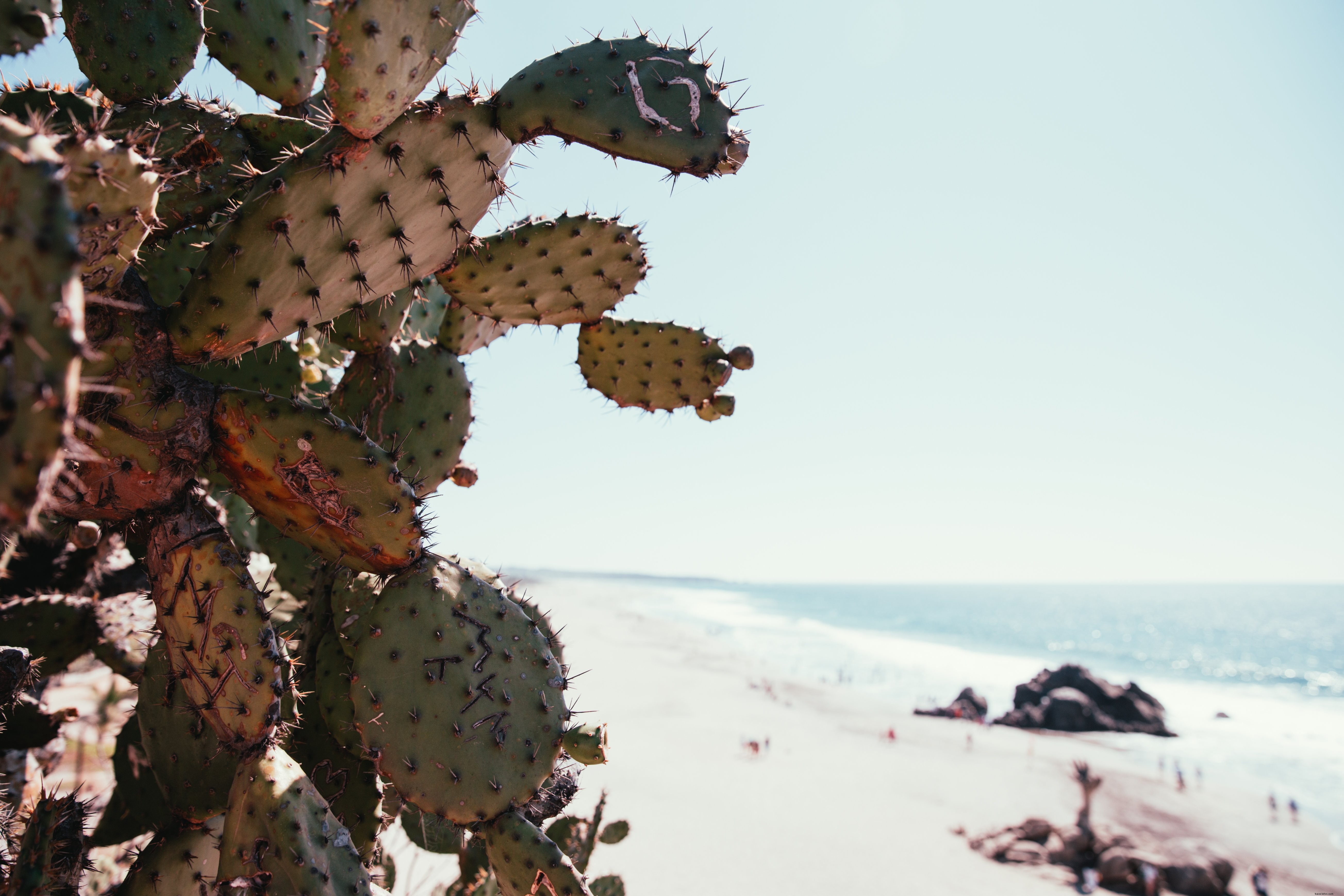 Stunning Cactus on Pristine Beach – Captivating Photography