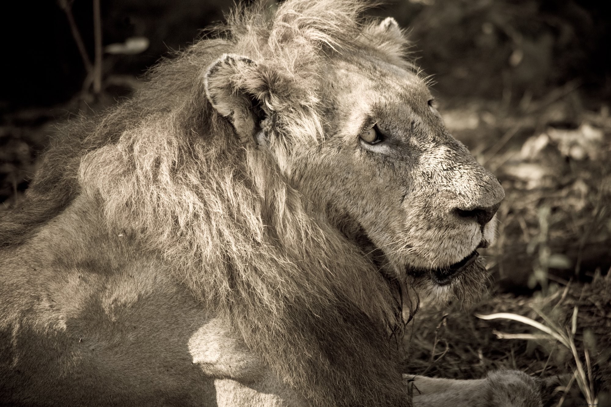 Majestic Adult Male Lion Basking in the Sun – Stunning Wildlife Photo
