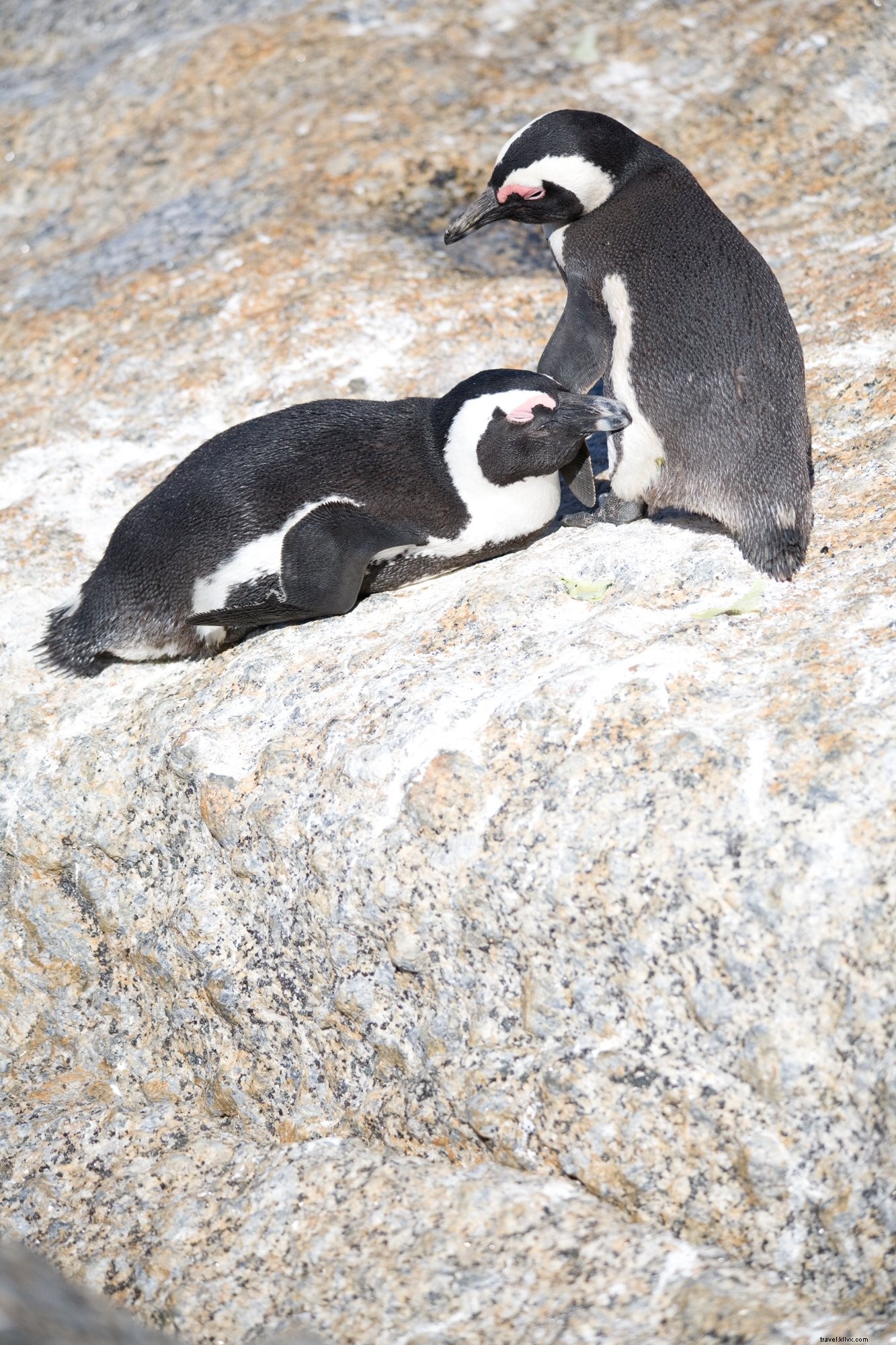 Captivating Photo of a Pair of African Penguins