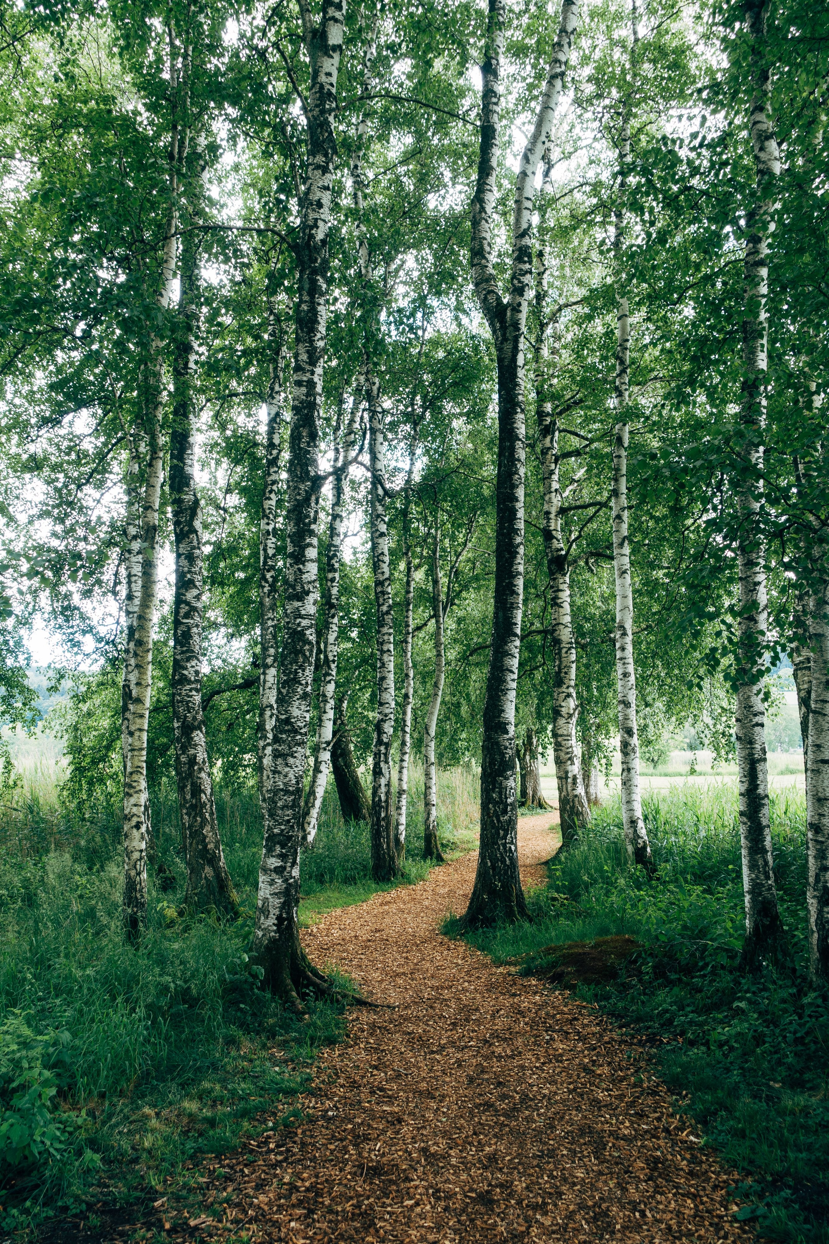 Serene Nature Walk Amidst Majestic Birch Trees – Stunning Photo