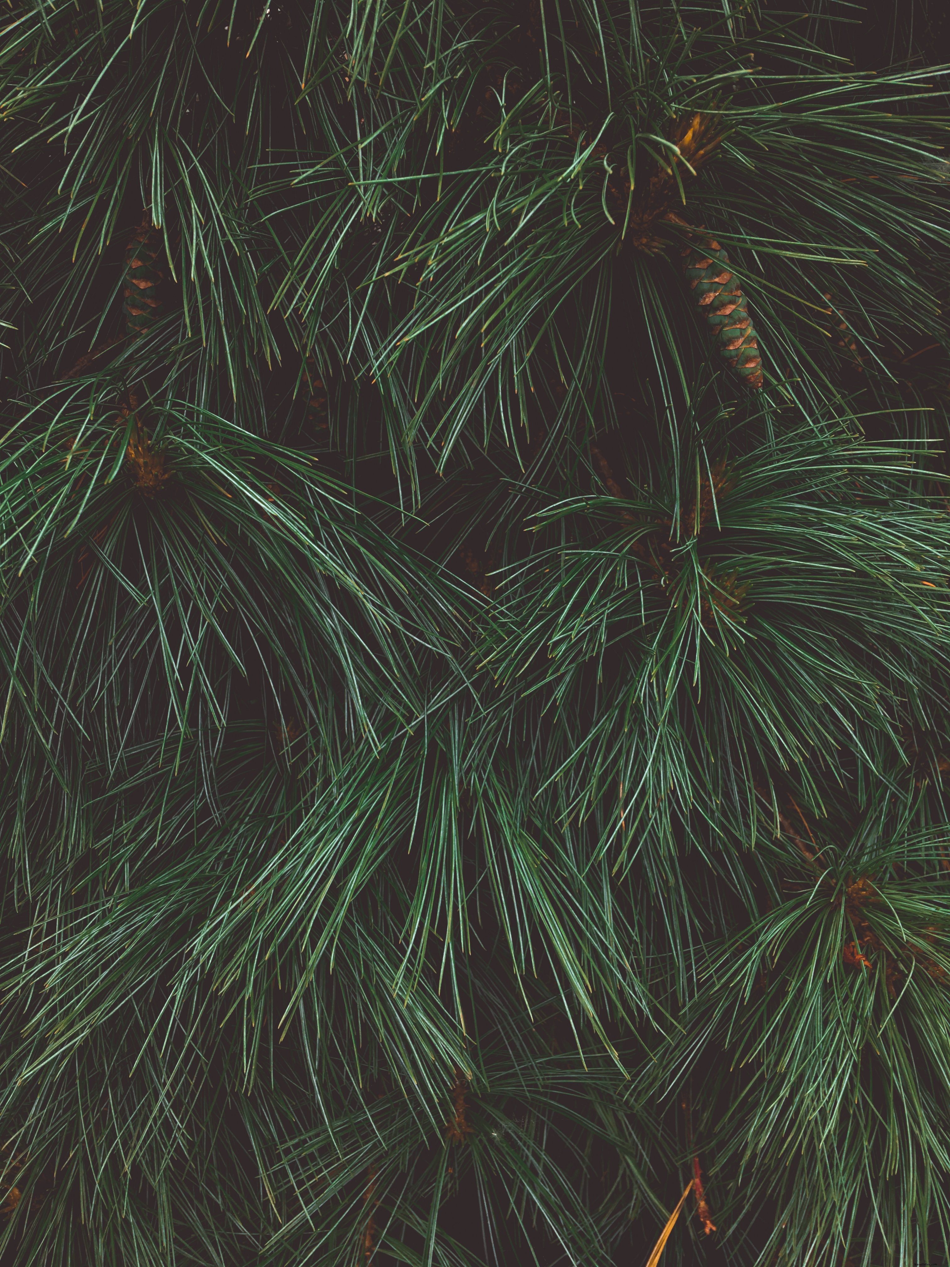 Stunning Close-Up: Intricate Texture of Pine Needles on Evergreen Pine Tree
