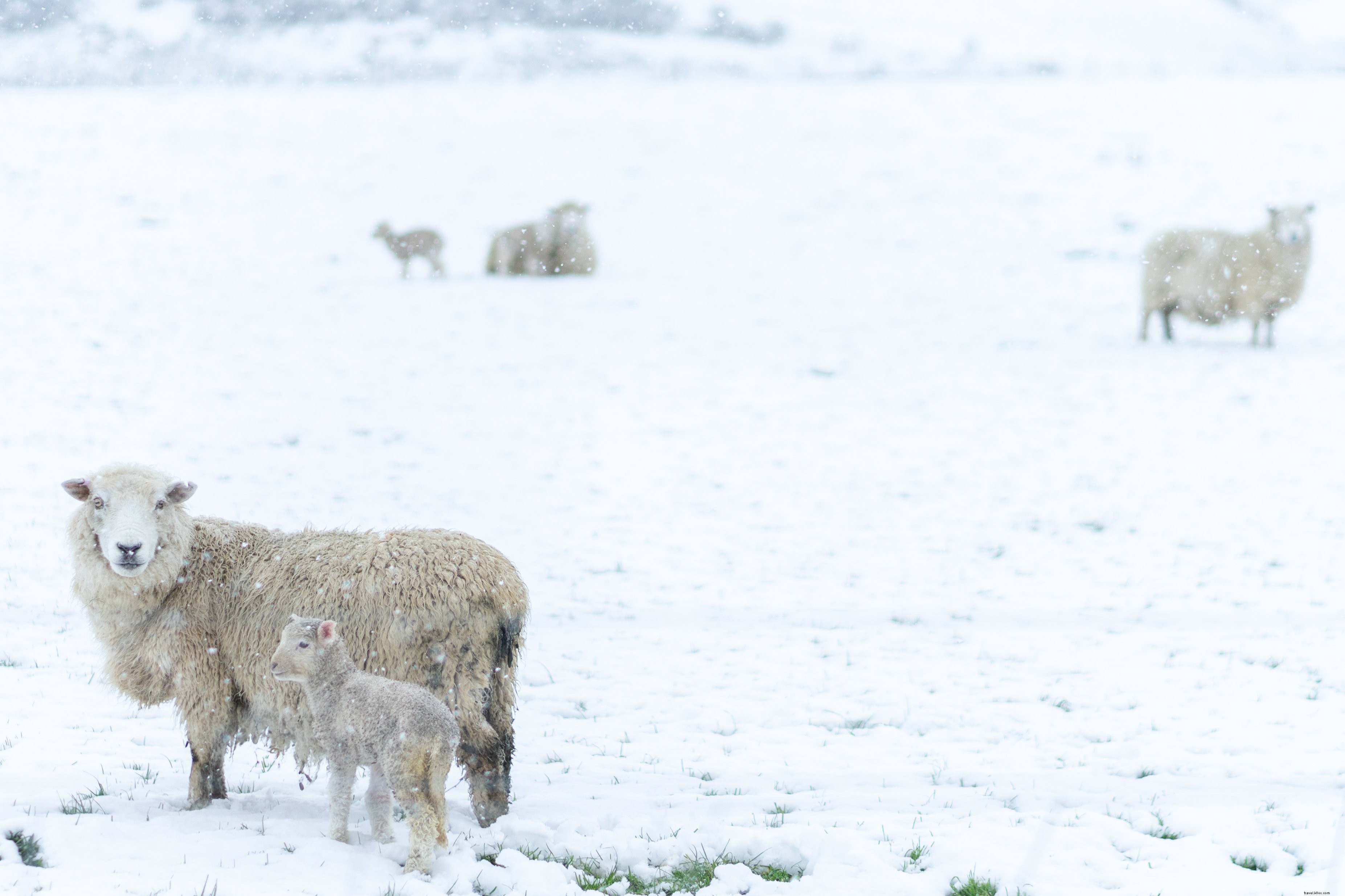 Heartwarming Photo: Sheep Guiding Lambs Through Snowy Wilderness
