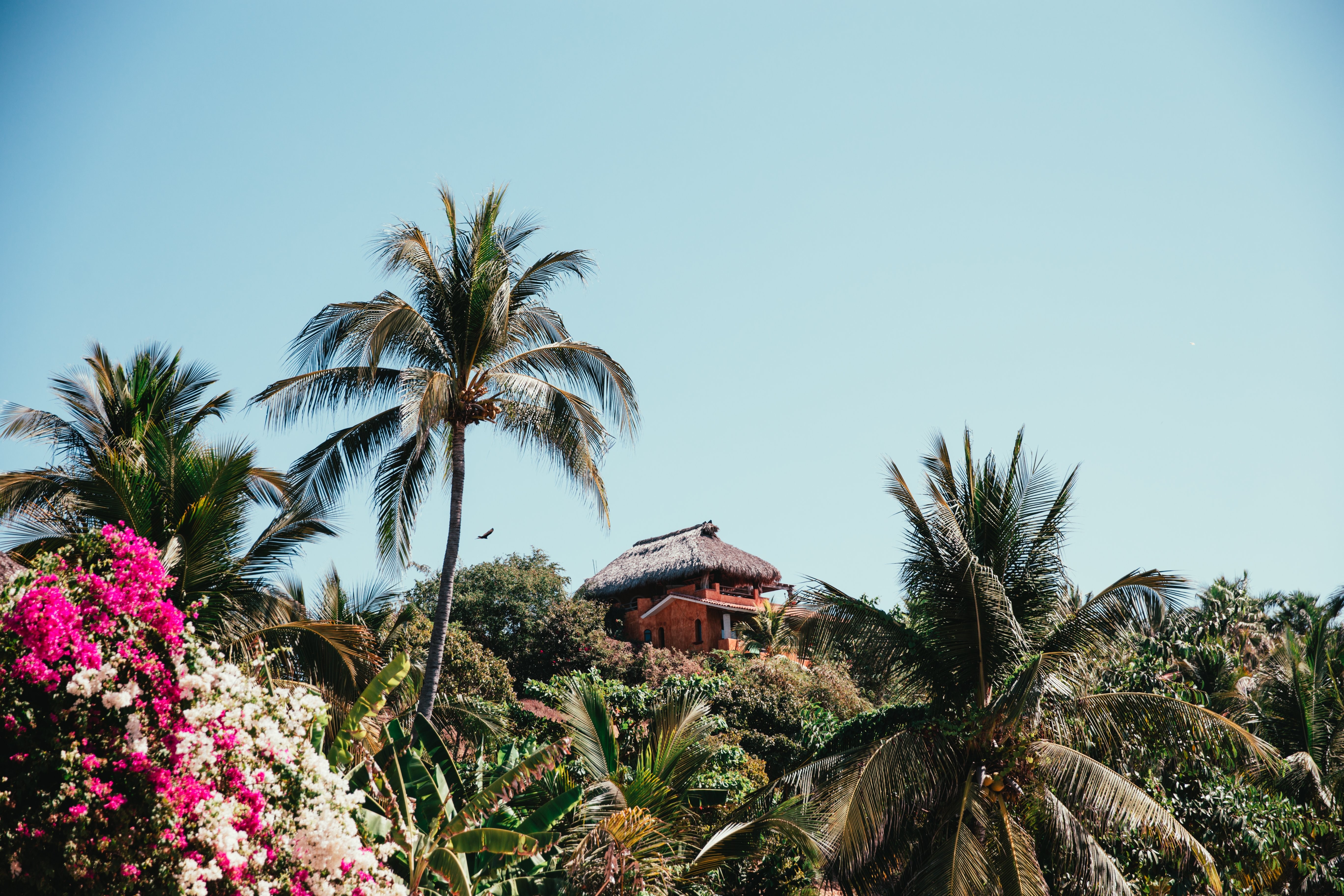 Serene Tropical Hut Nestled Among Palm Trees – Stunning High-Res Photo