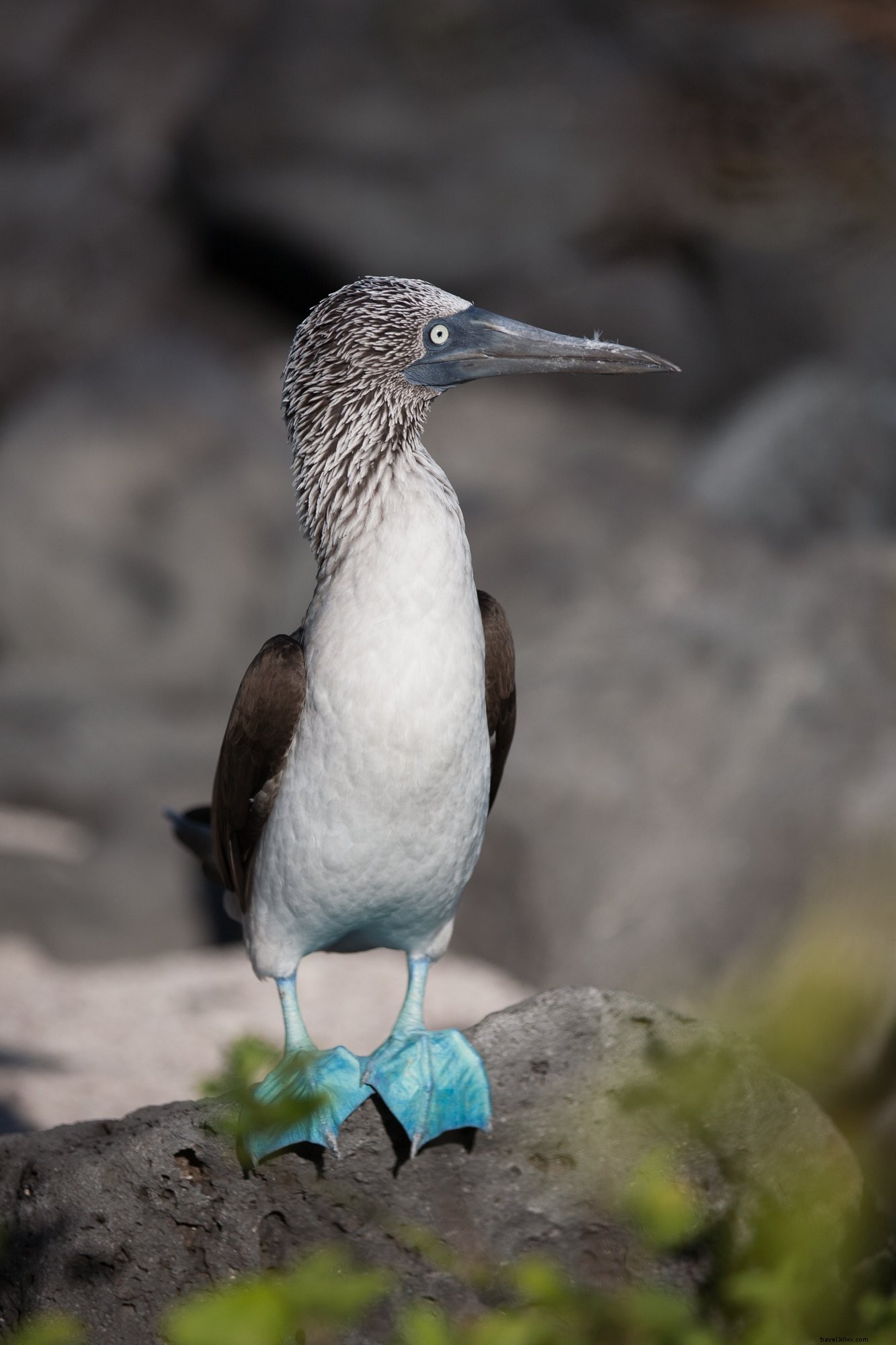 Stunning Blue-Footed Booby Perched on Rock: High-Quality Wildlife Photo