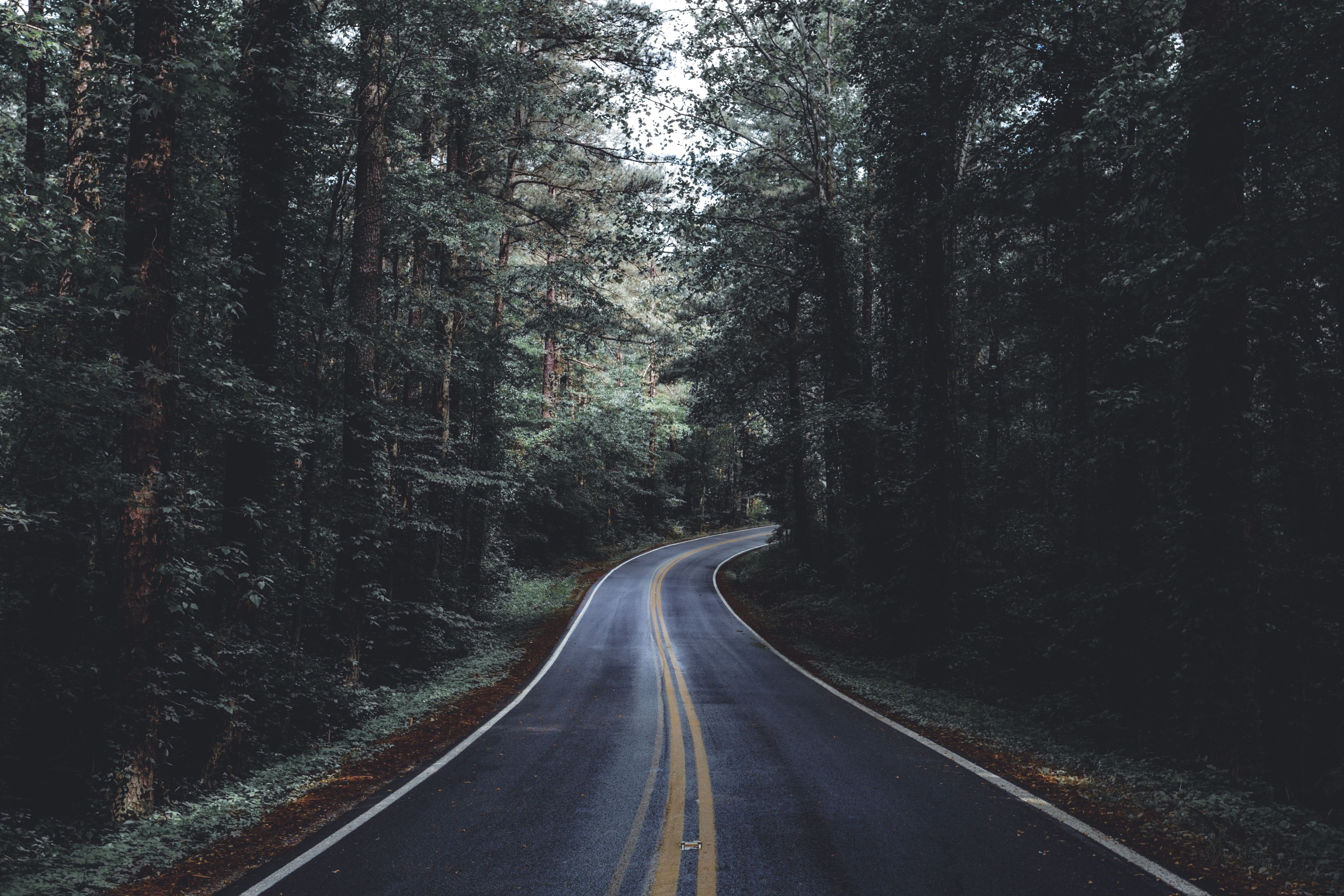 Scenic Paved Road Winding Through Lush Forest - Stunning Photo