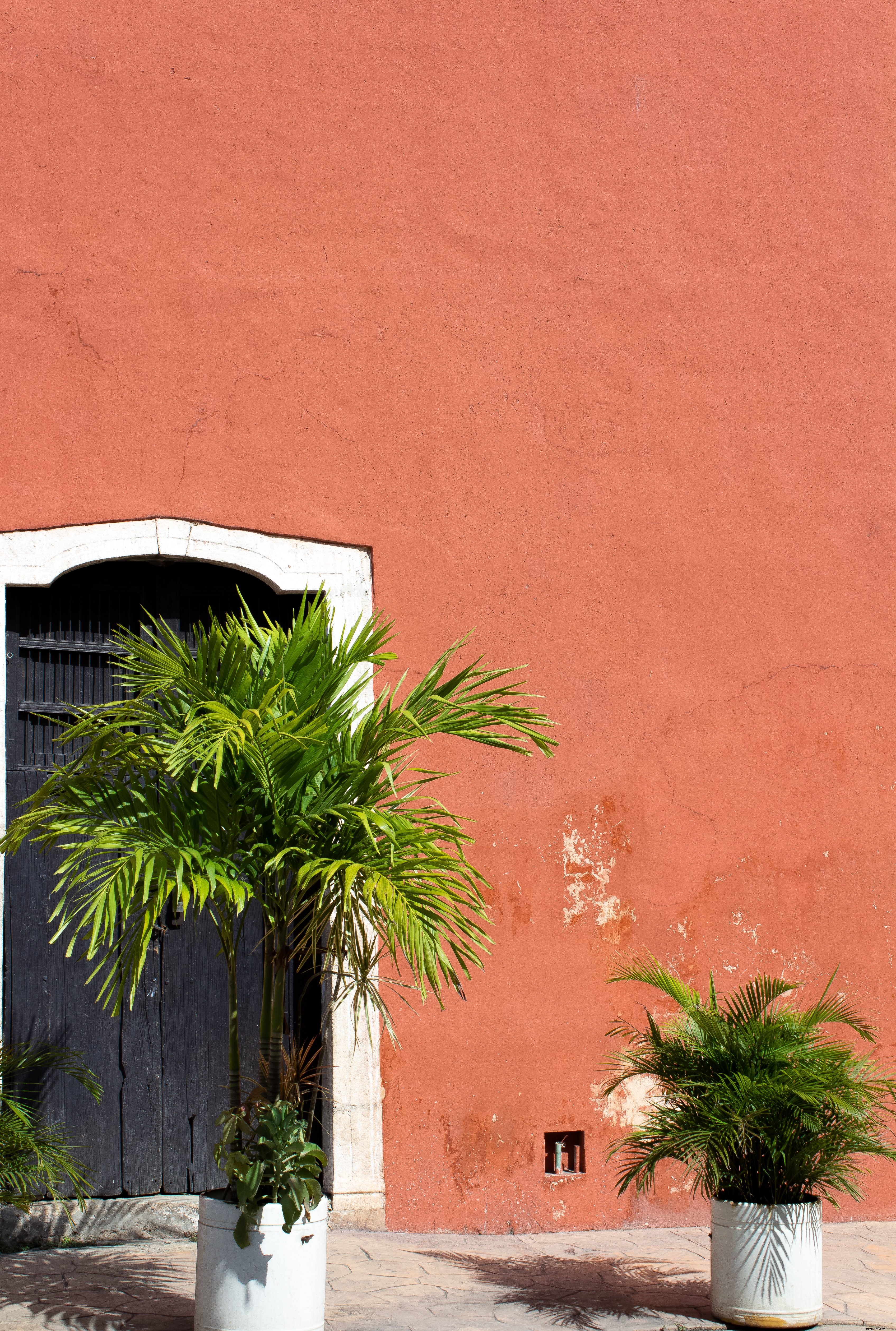 Stunning Palms Silhouetted Against Vibrant Red Plaster Wall Photo