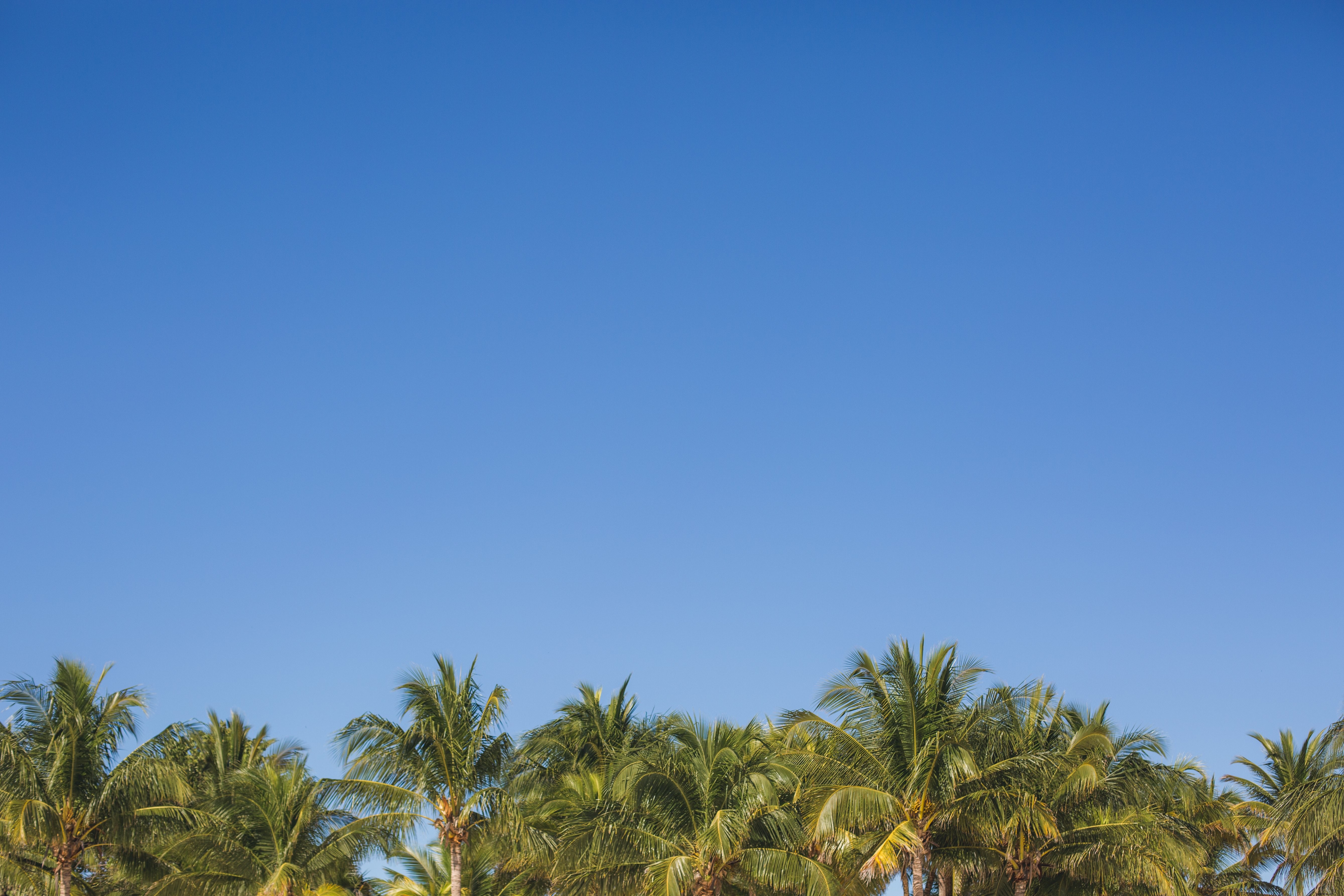 Stunning Palm Trees Under Vibrant Blue Sky - High-Quality Nature Photo