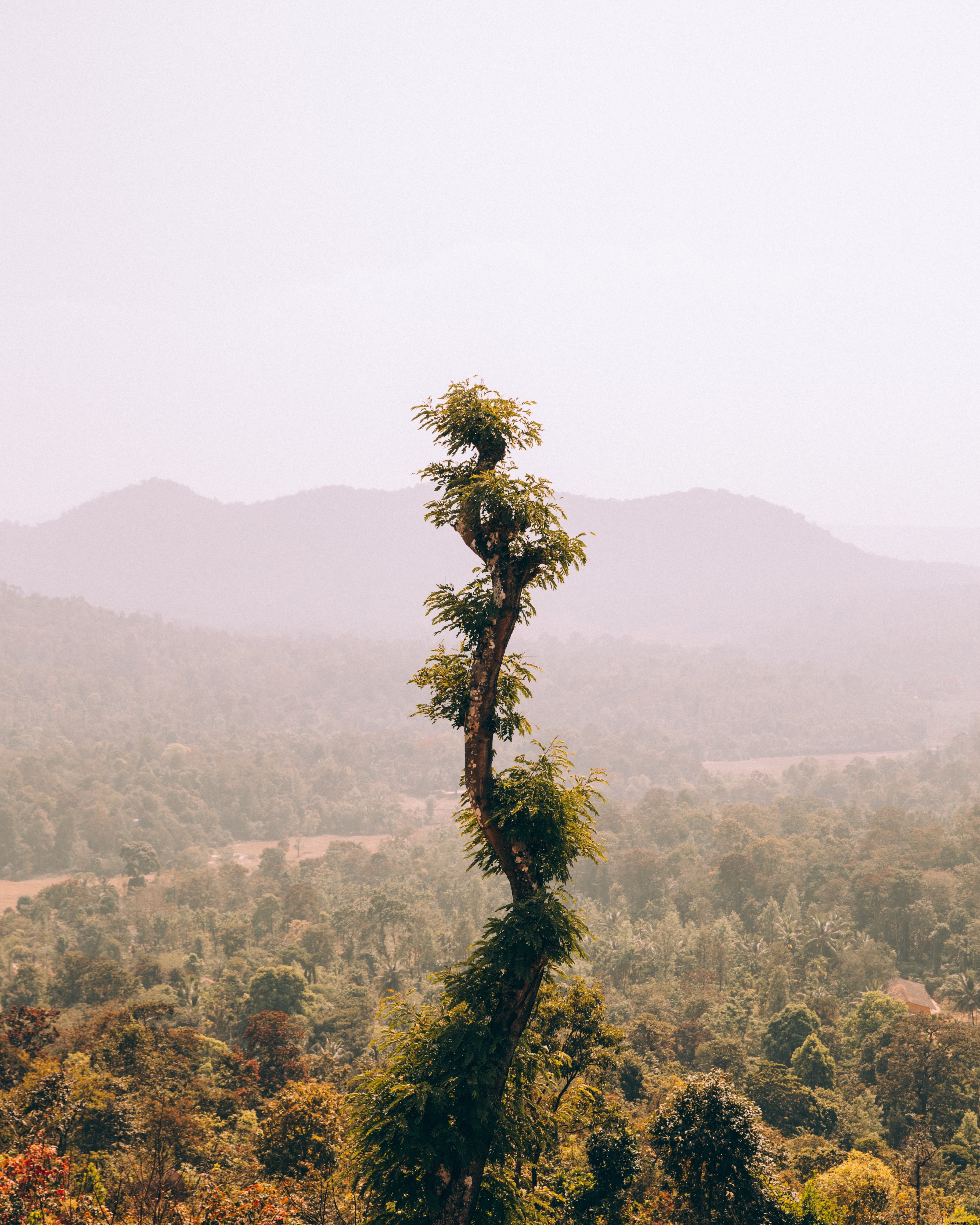 Majestic Winding Tree Towering Over Stunning Landscape – Captivating Photo