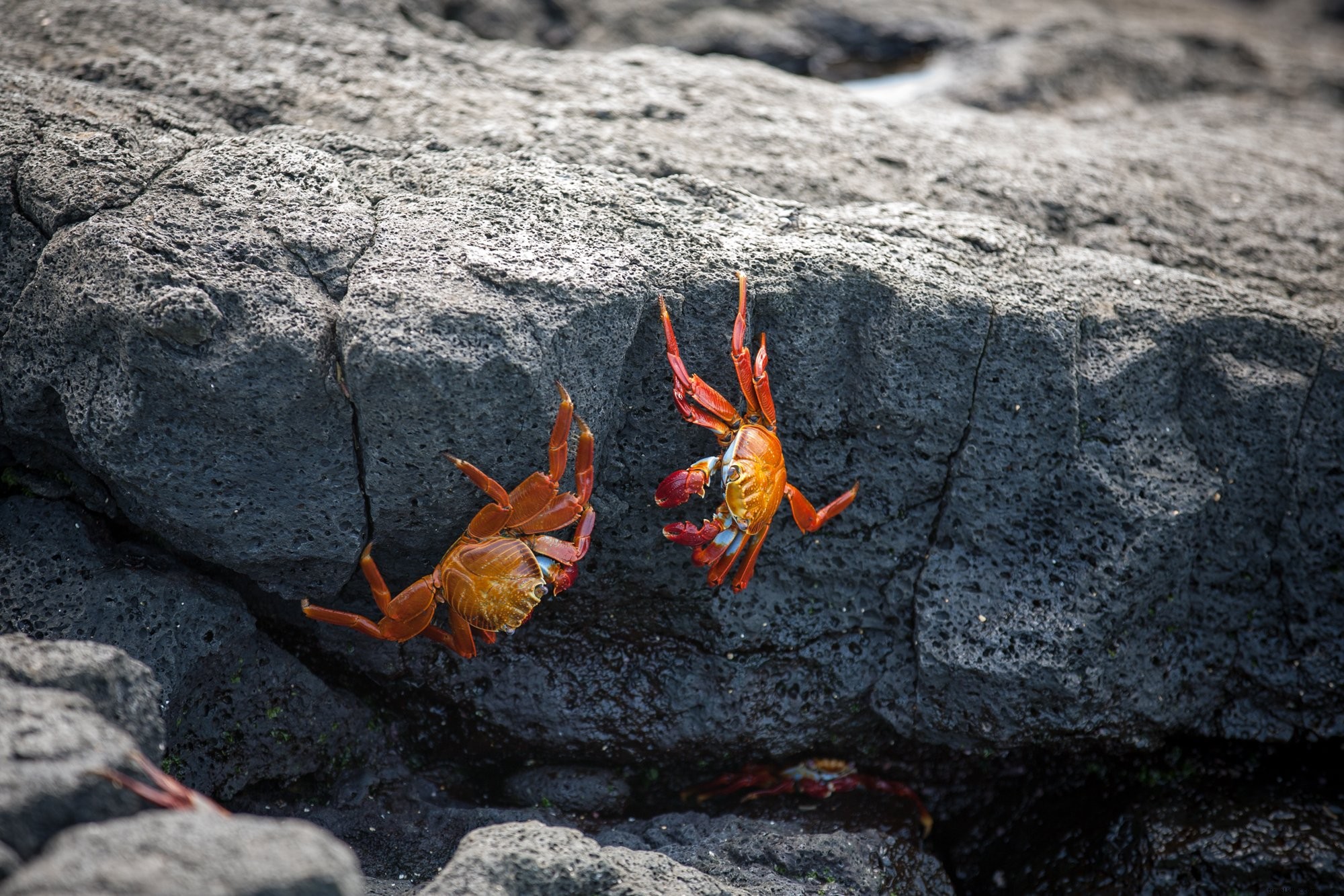 Stunning Photo of Vibrant Red Crabs on Rocky Shores