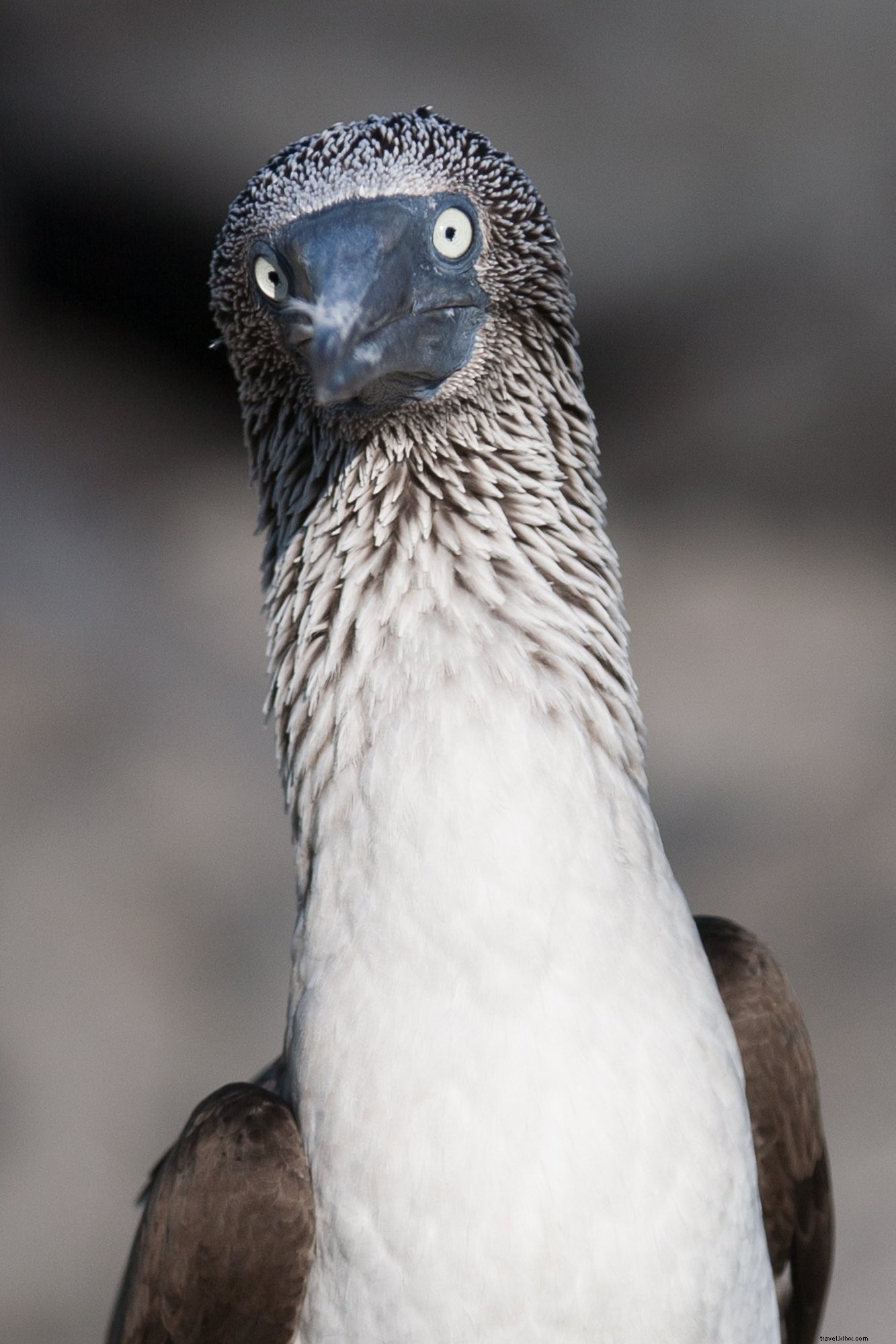 Stunning Close-Up Portrait of Blue-Footed Booby s Face