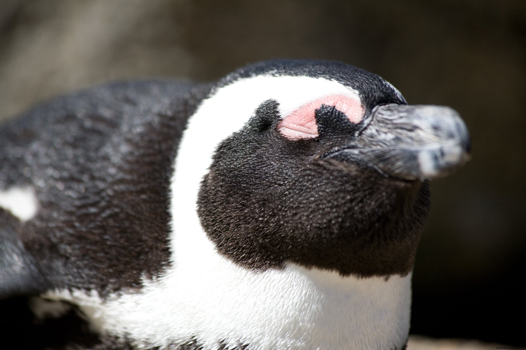 Stunning Close-Up Portrait of the African Penguin