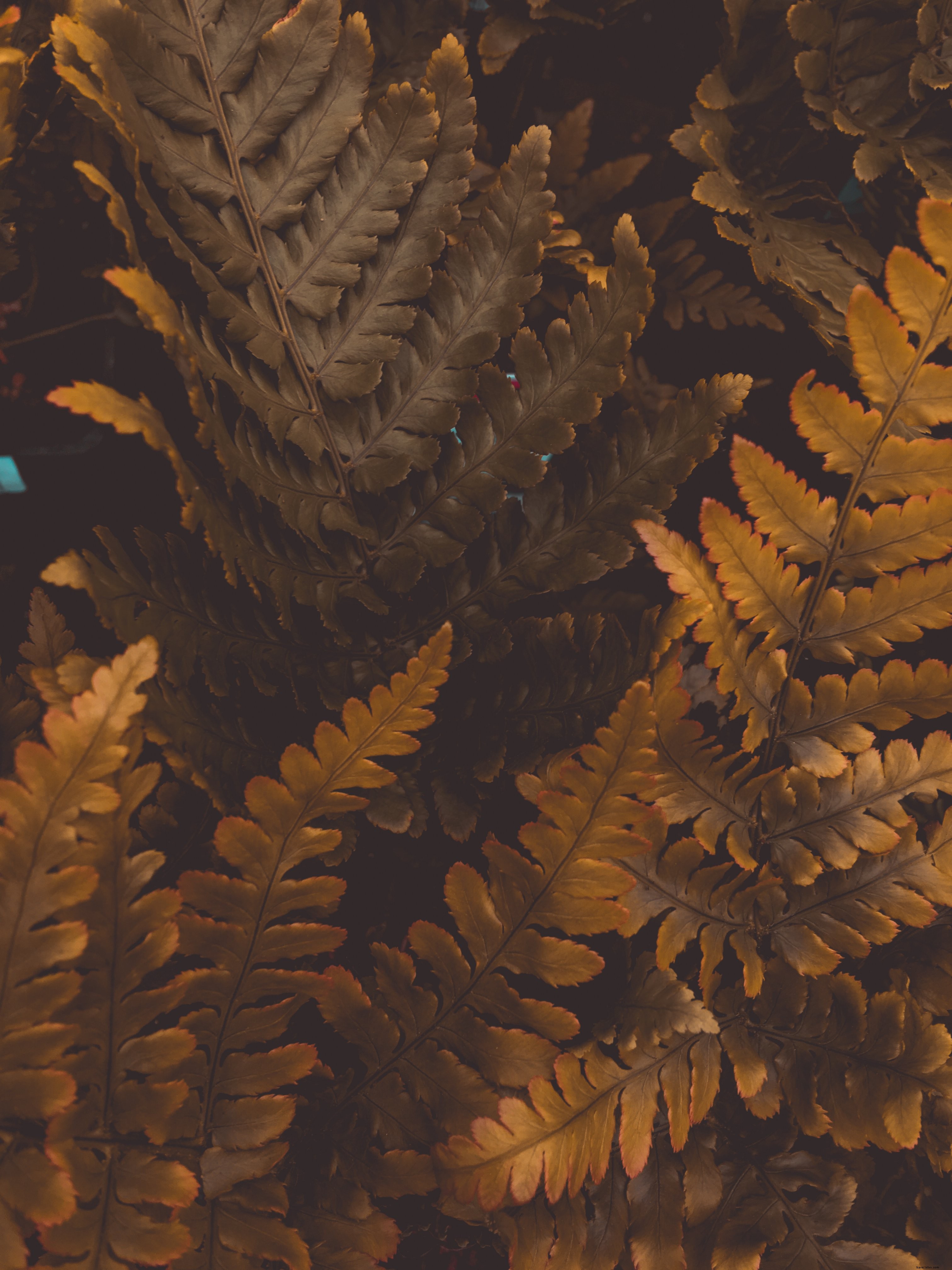 Stunning Warm Autumn Leaves Photo: Vibrant Fall Foliage