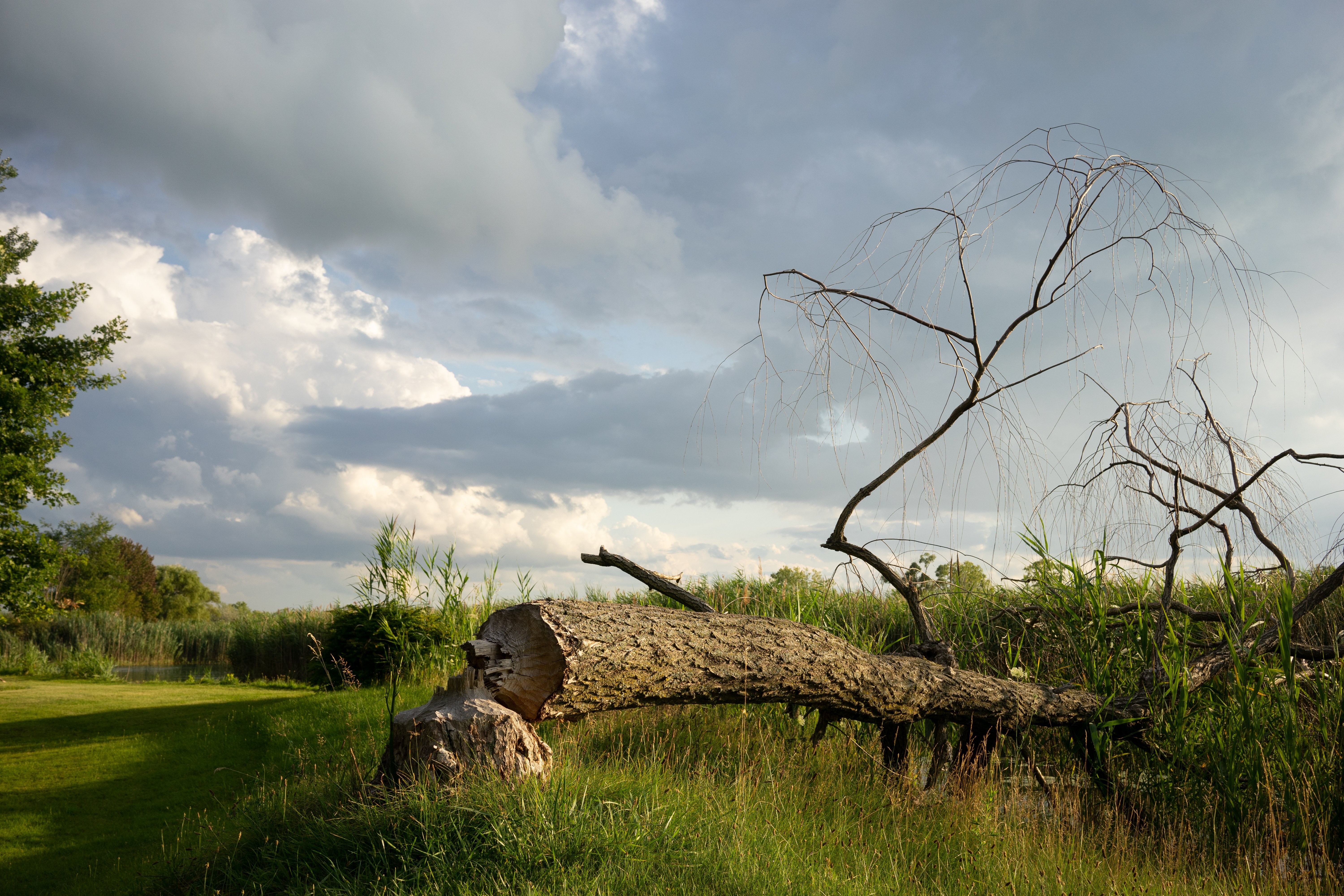 Stunning Photo: Fallen Tree Beneath a Dramatic Cloudy Sky