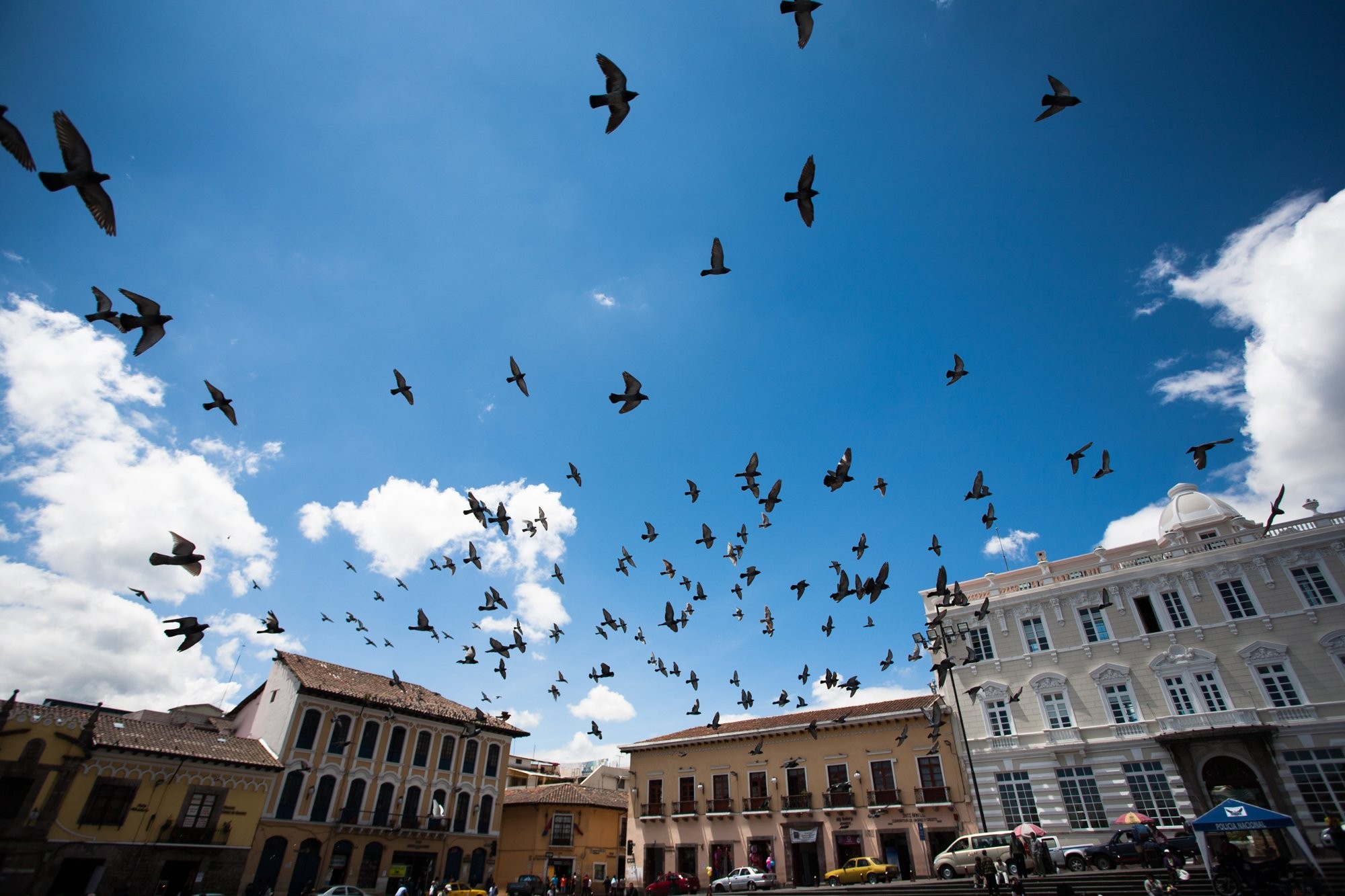 Stunning Photo: Birds Soaring Over Bustling Urban Cityscape