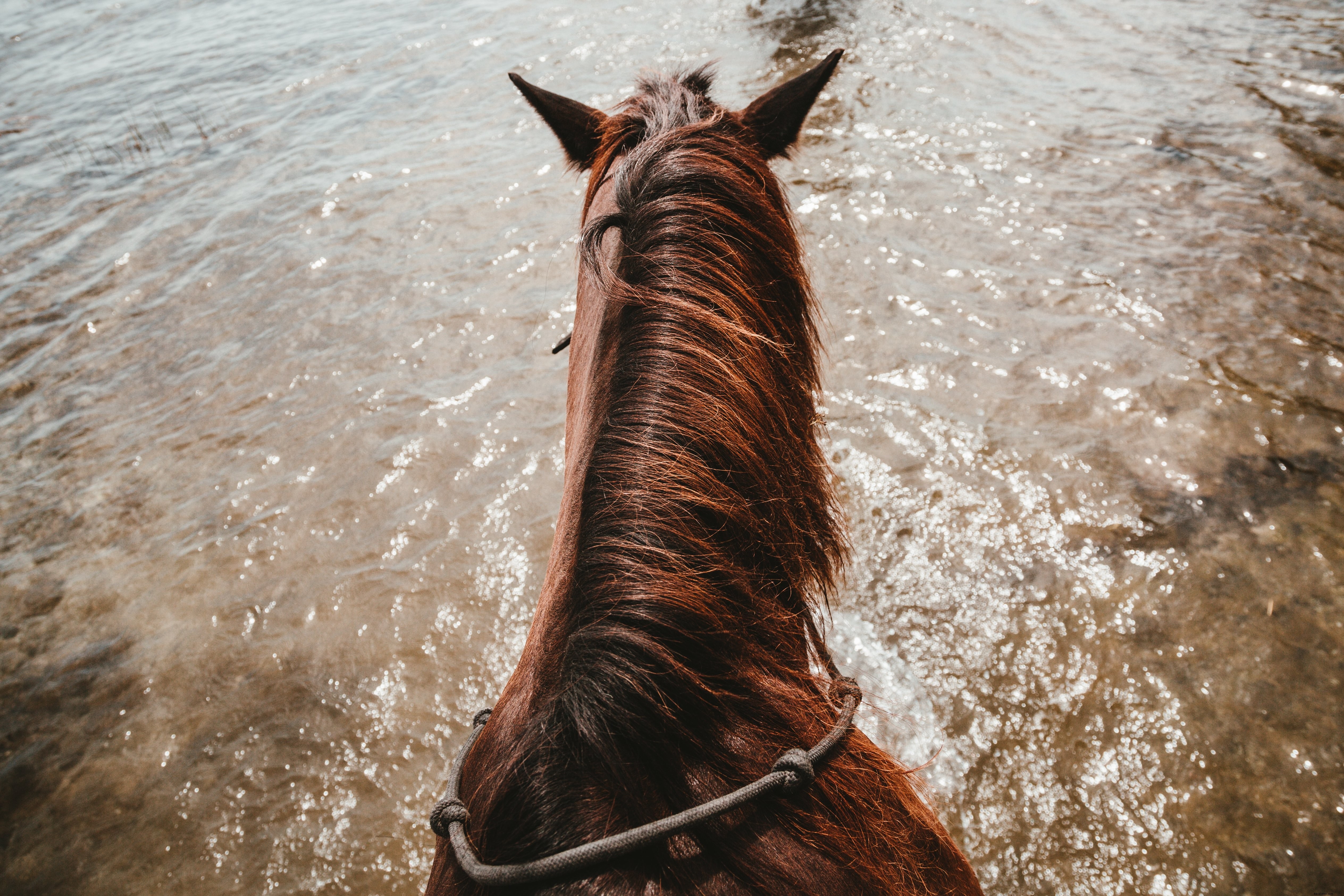Stunning Horseback Riding Adventure Photo