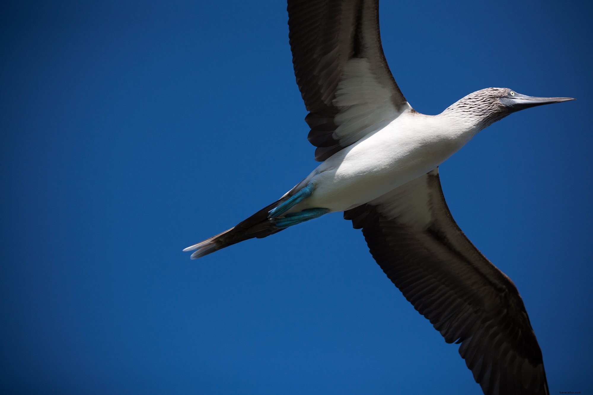 Stunning Photo of a Blue-Footed Booby in Majestic Flight