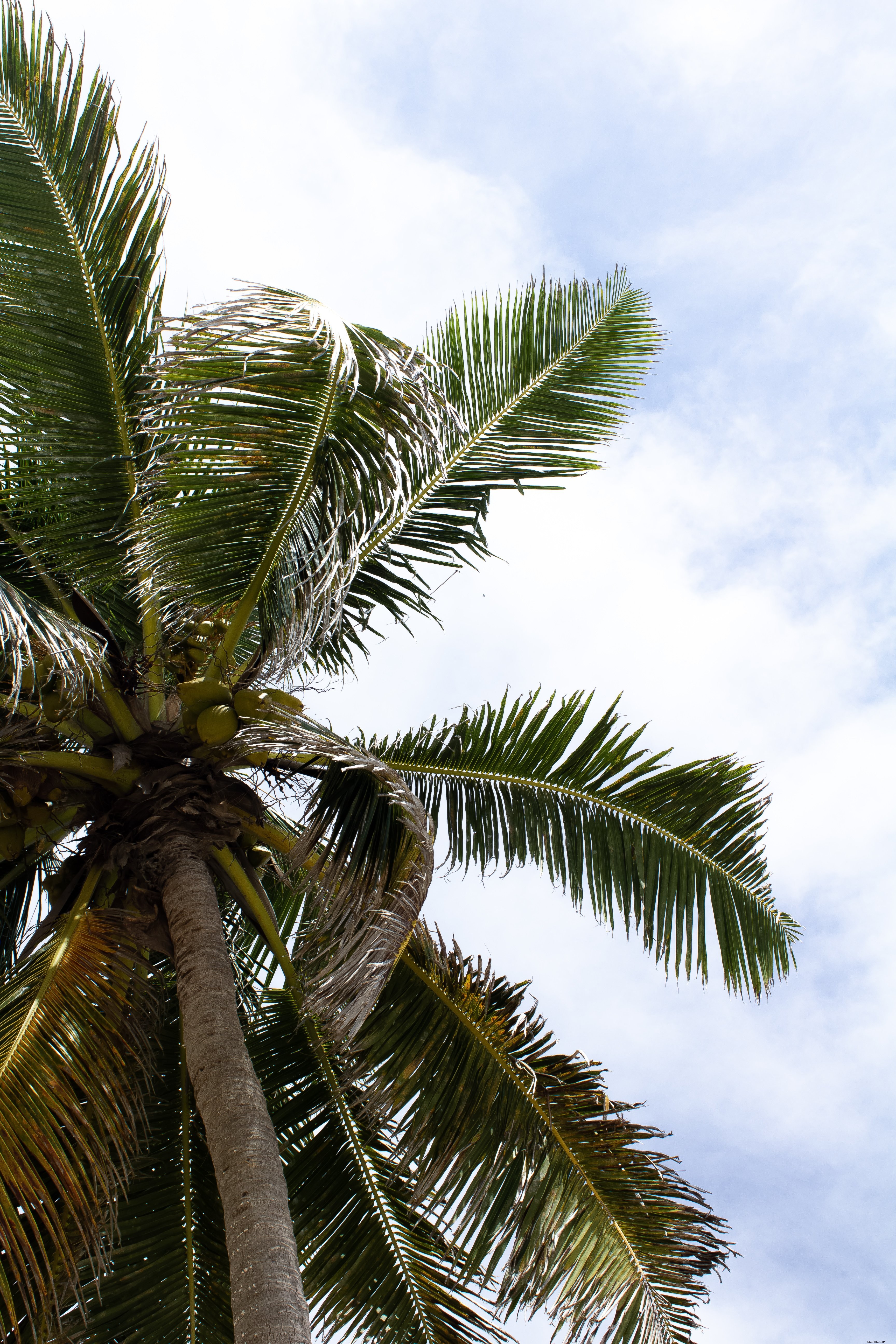 Stunning View Through Palm Fronds to a Dramatic Cloudy Sky – Tropical Photo