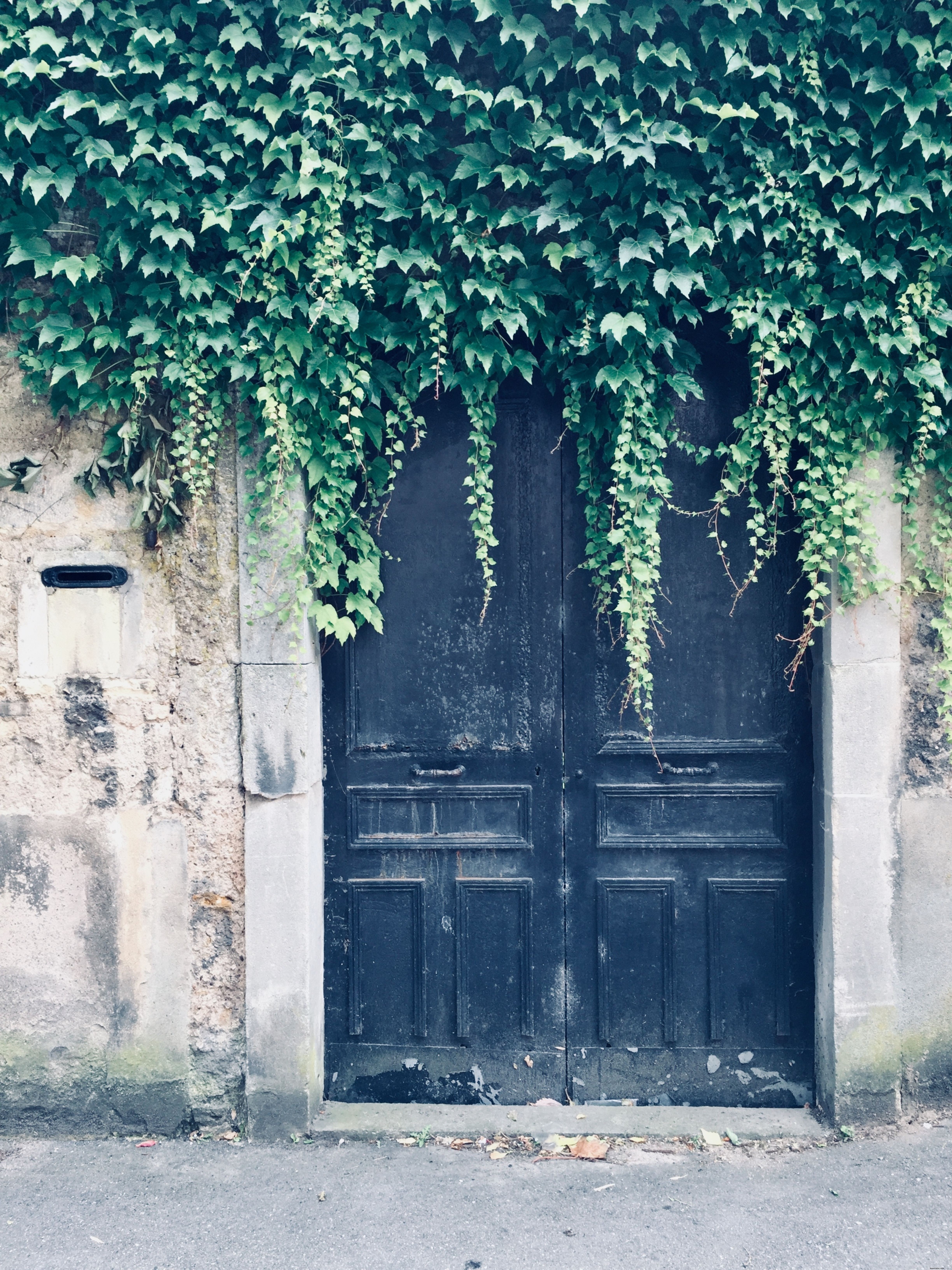 Lush Vines Overgrowing Weathered Black Doors: Stunning Nature Photo