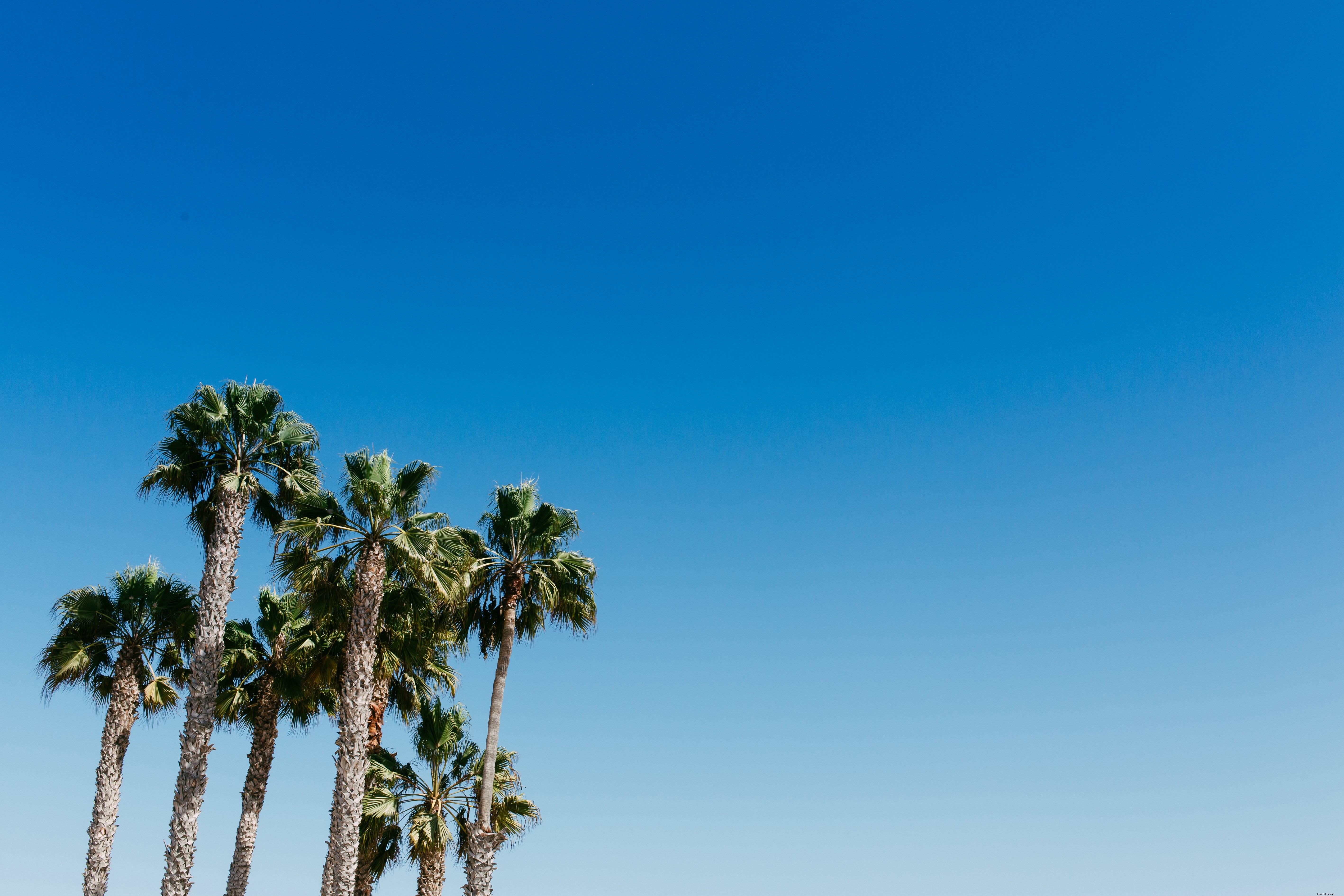 Stunning Palm Trees Beneath a Clear Blue Sky – Tropical Paradise Photo