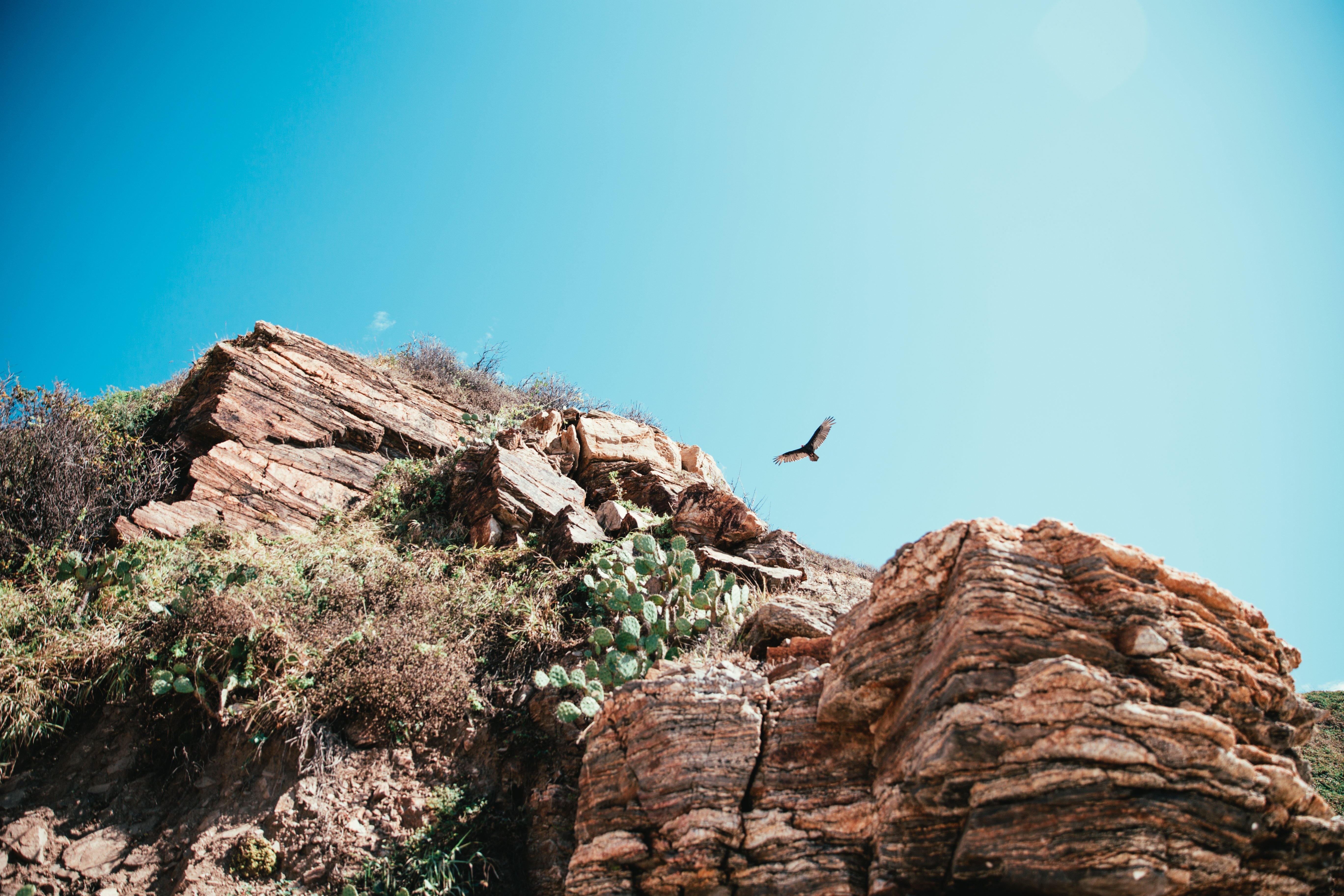 Stunning Photo: Hawk in Mid-Hunt Over Dramatic Desert Cliff